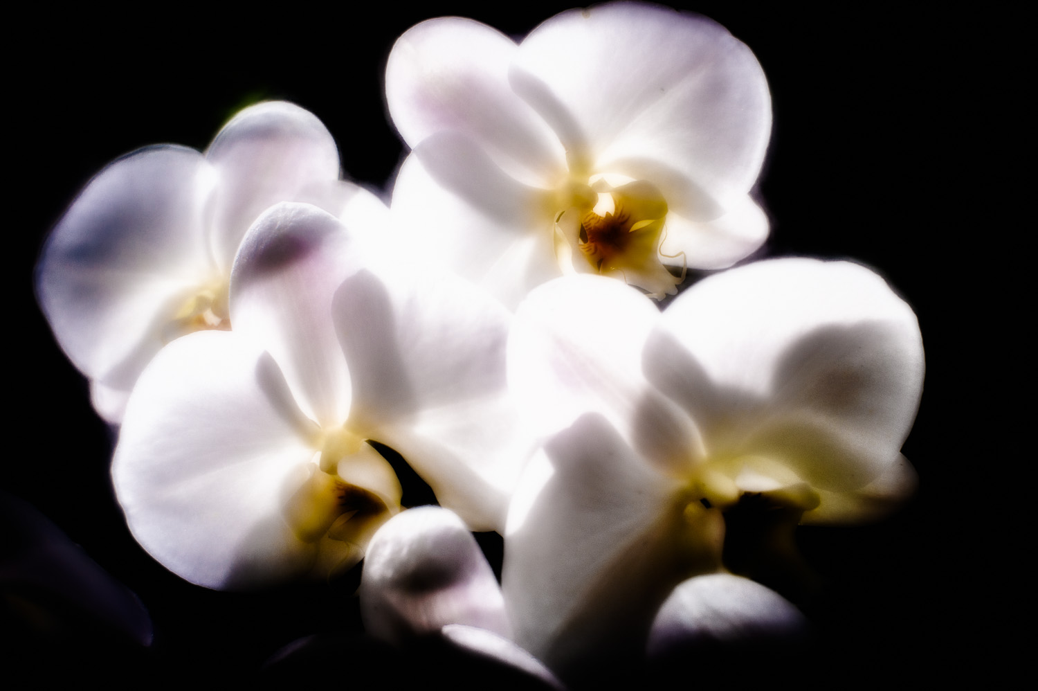 2012-04-06_NYC-Botanical-Gardens_35-Edit.jpg