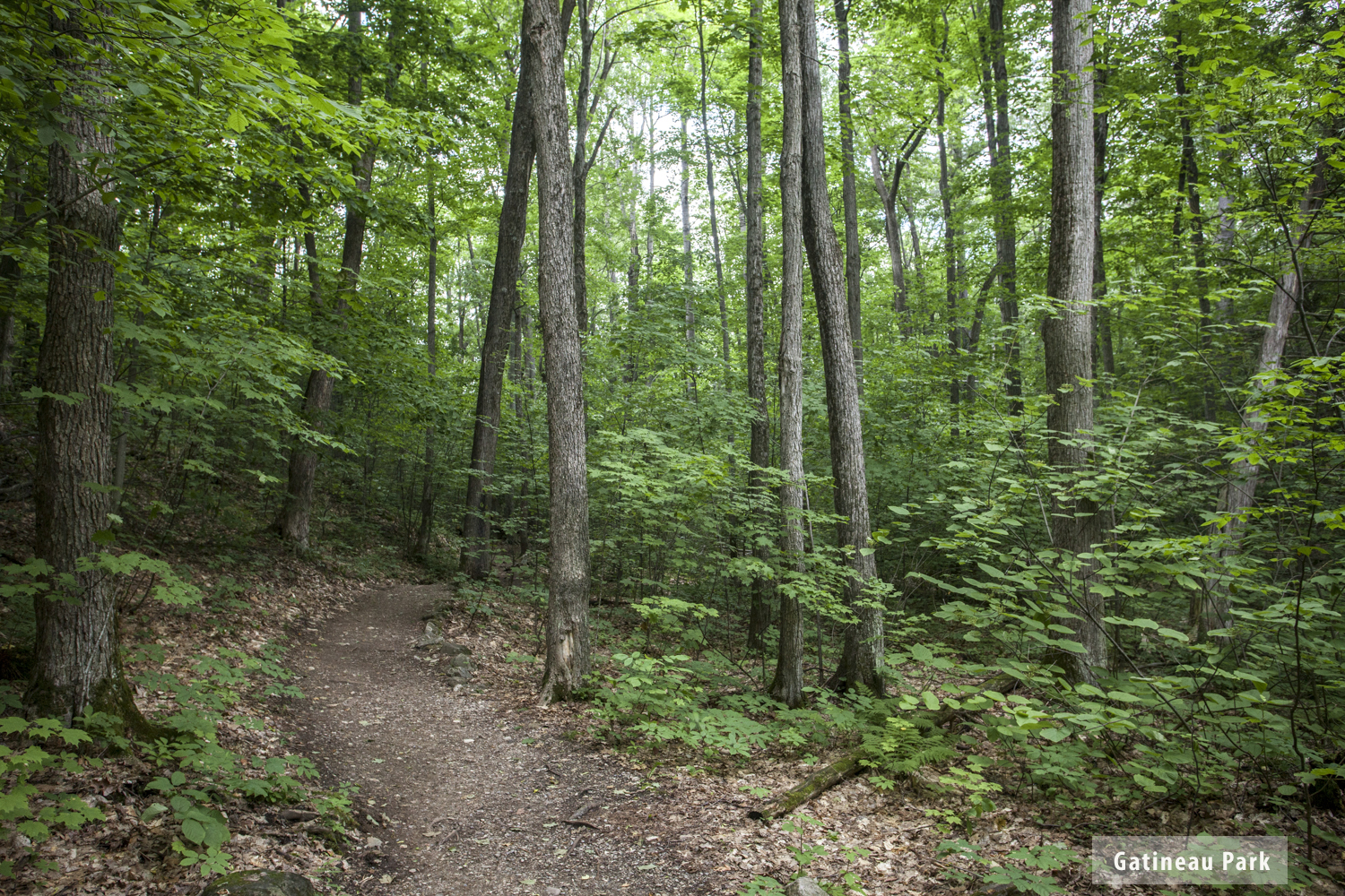 GatineauPark1.jpg