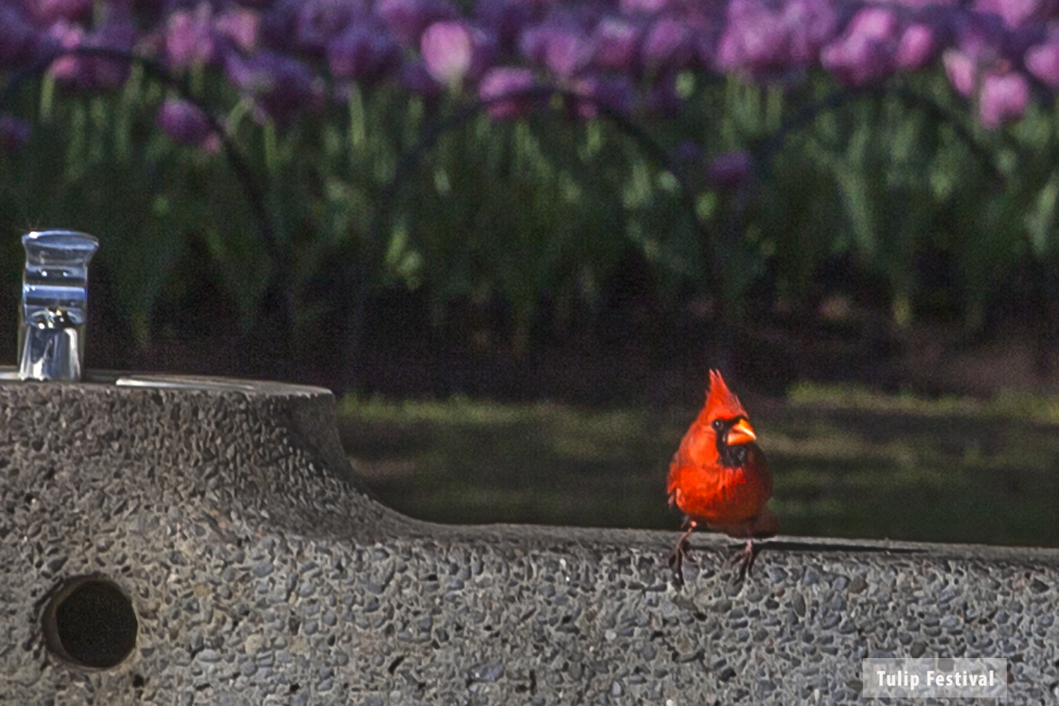 TulipFestival2.jpg