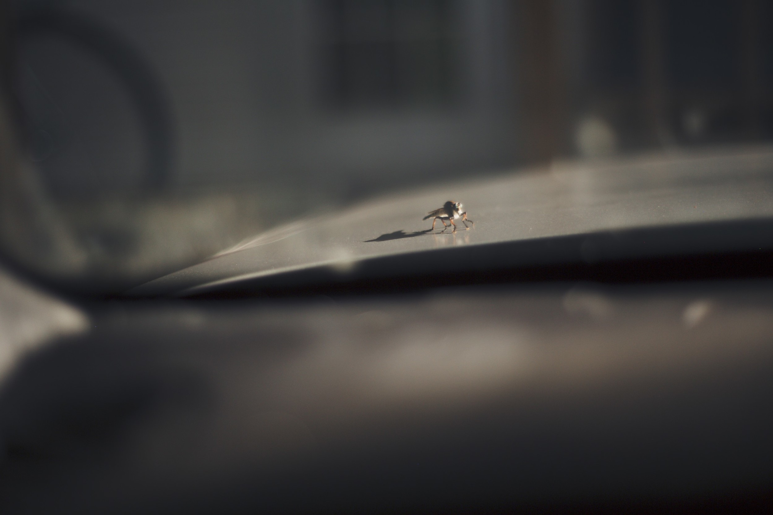 A Jurassic Insect on My Car