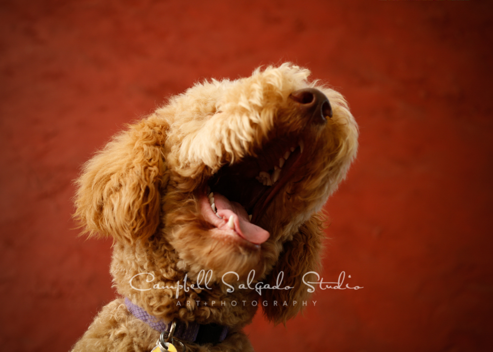  Portrait of dog on red stucco background&nbsp;by pet&nbsp;photographers at Campbell Salgado Studio, Portland, Oregon. 