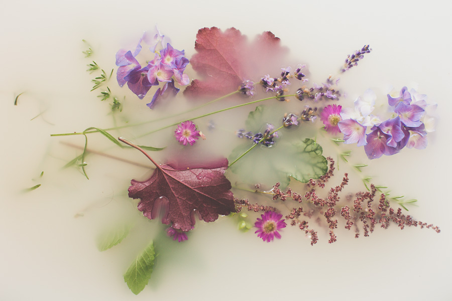 campbell-salgado-studio_milk-bath-photography-flowers_purple1643.jpg