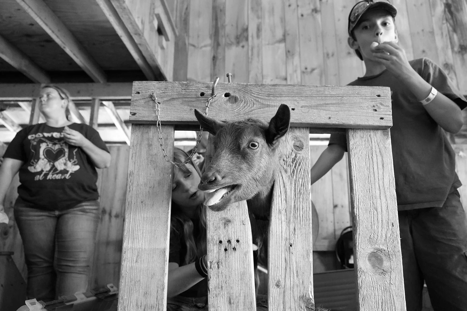 goat_W.jpg