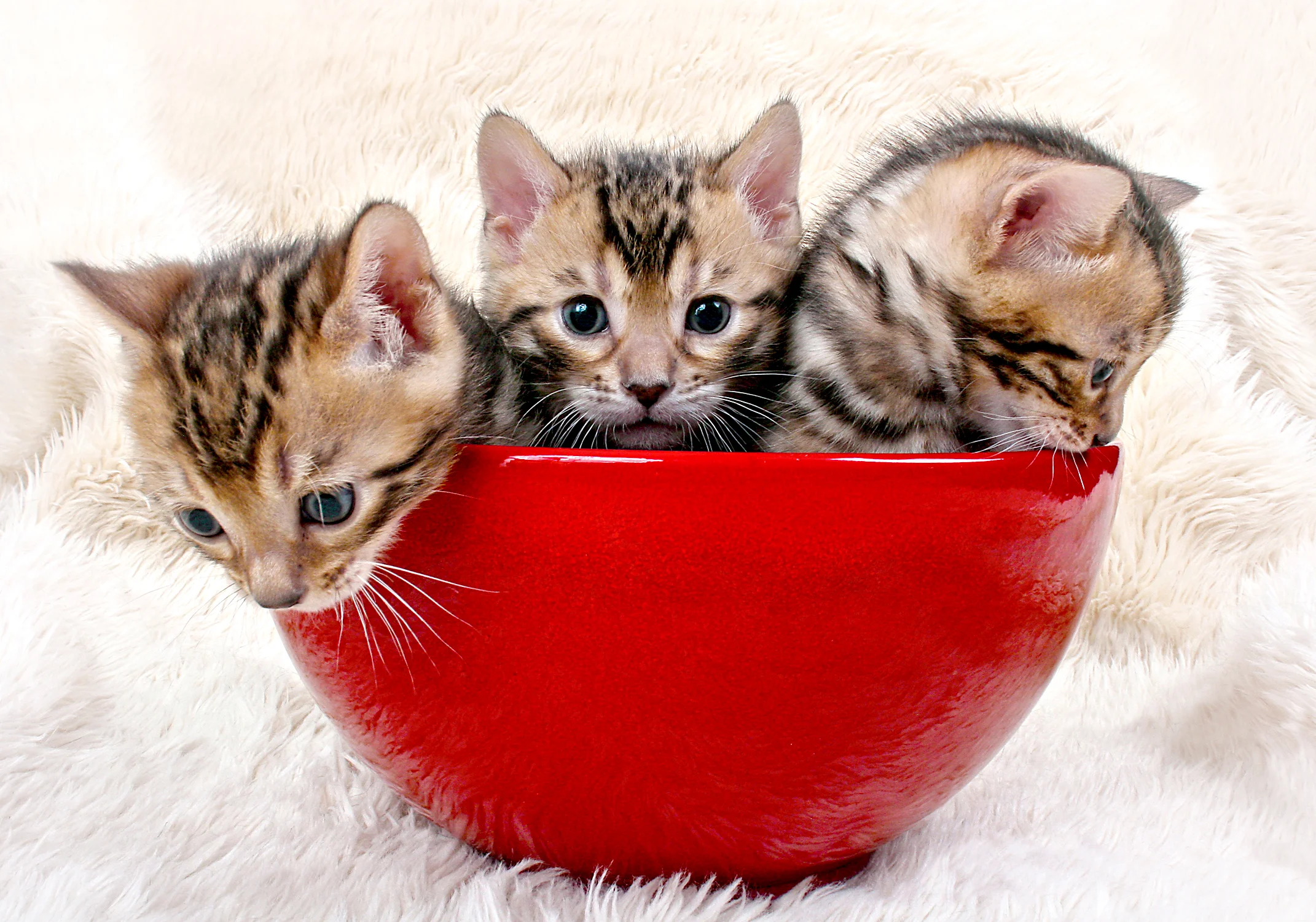 Austin Bengals Cattery