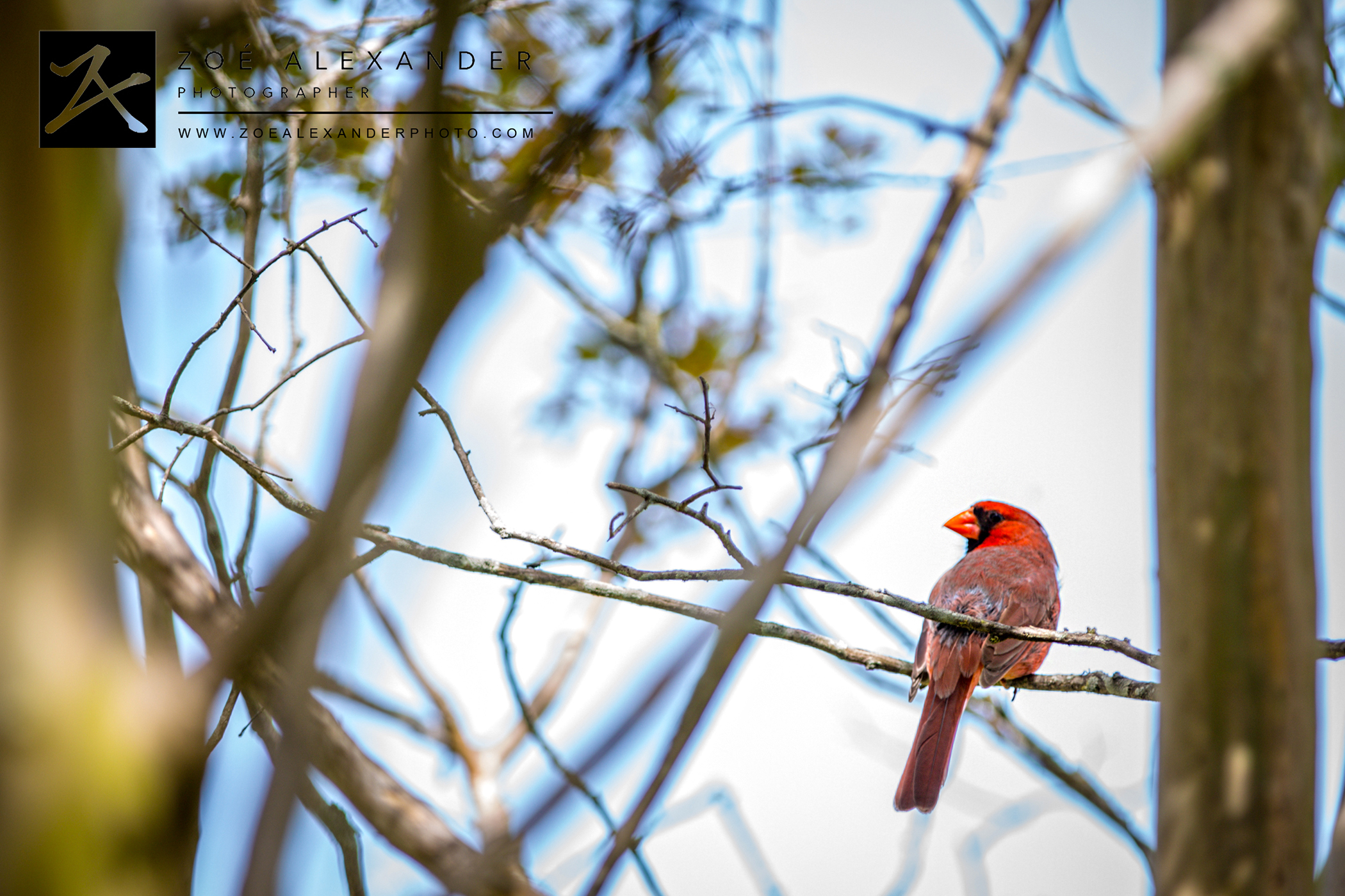 rCardinals_logo-4972.jpg