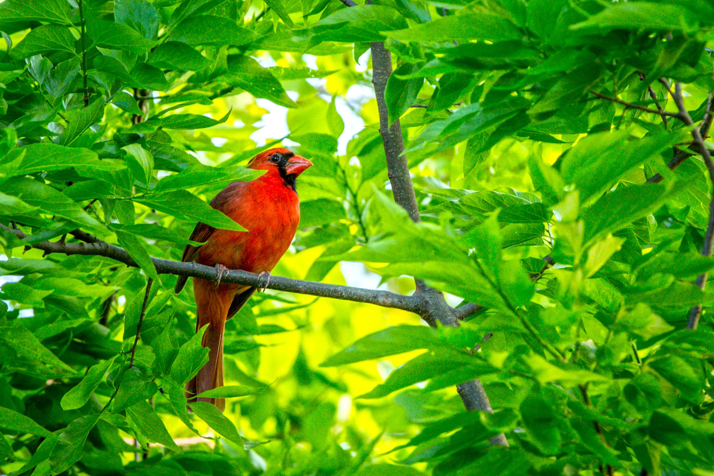 Springtime with My Backyard Cardinals in Austin, TX
