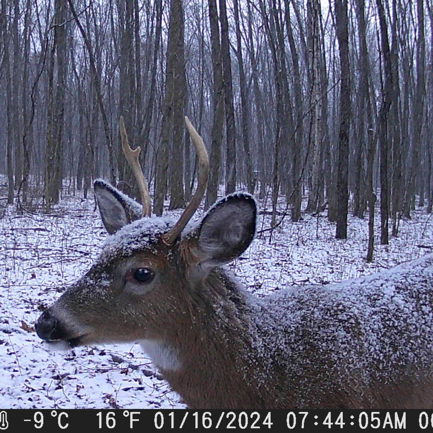 January Trail Cam action! Just what I needed... another hobby! :-)
.
.
.
#trailcam #upstateny #saratoga #whitetail #deer #winterwonderland #wintervibes