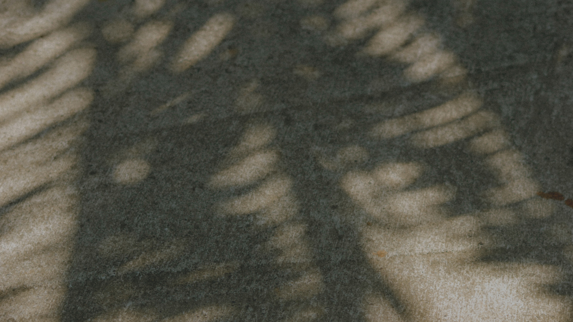 HC STOCK_PALM SHADOW.png