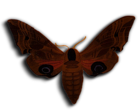 PAPILLON.png