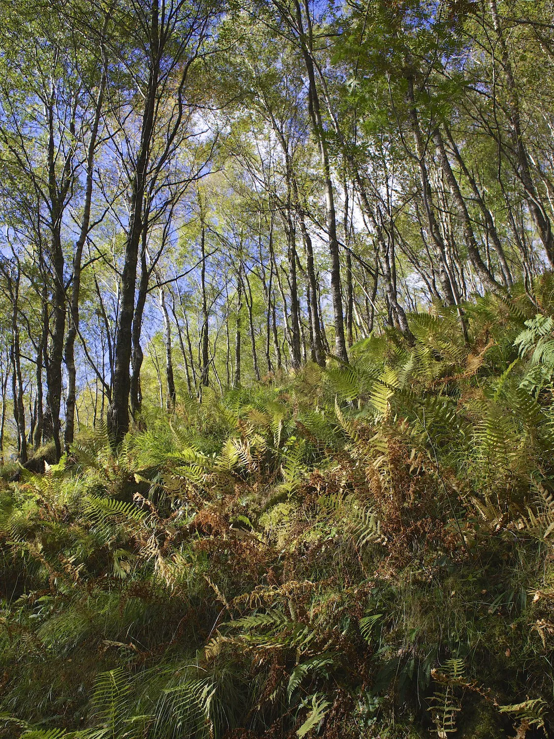 Birches clinging to the slope