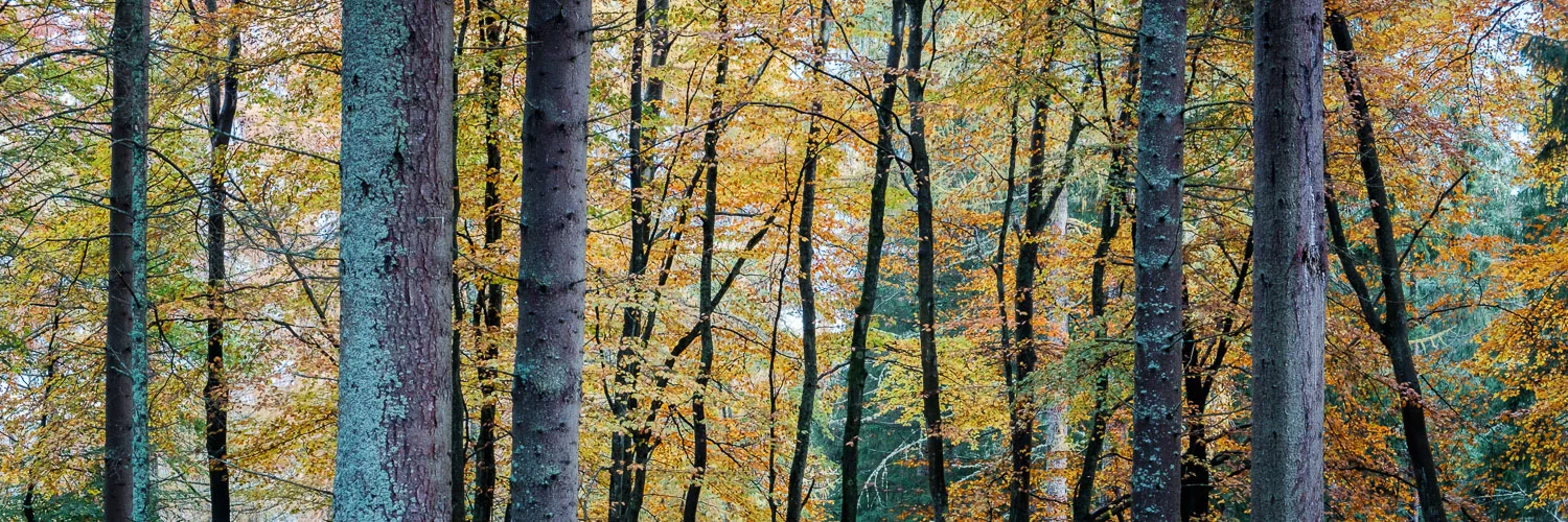 Autumn Bars