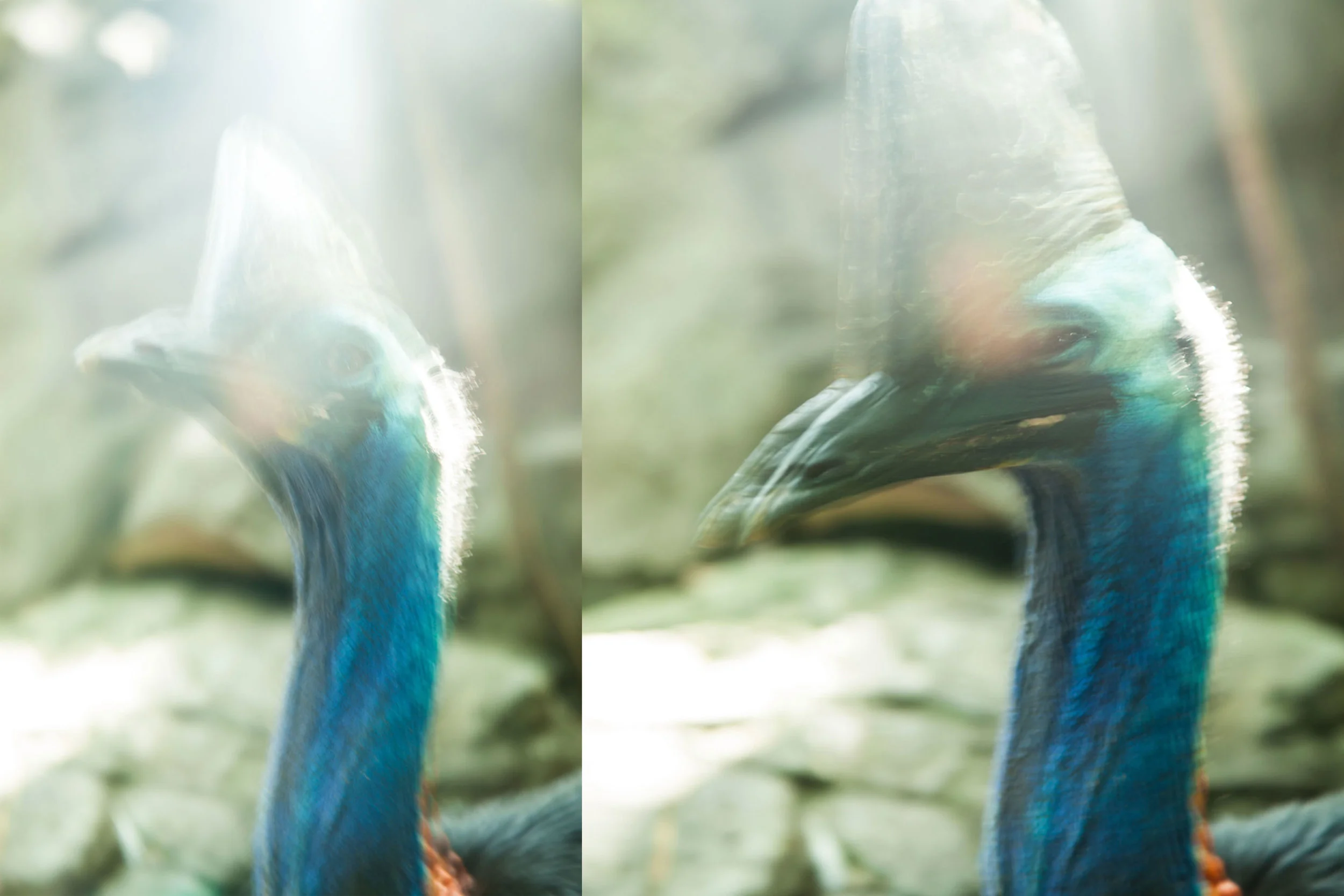 鳥.jpg