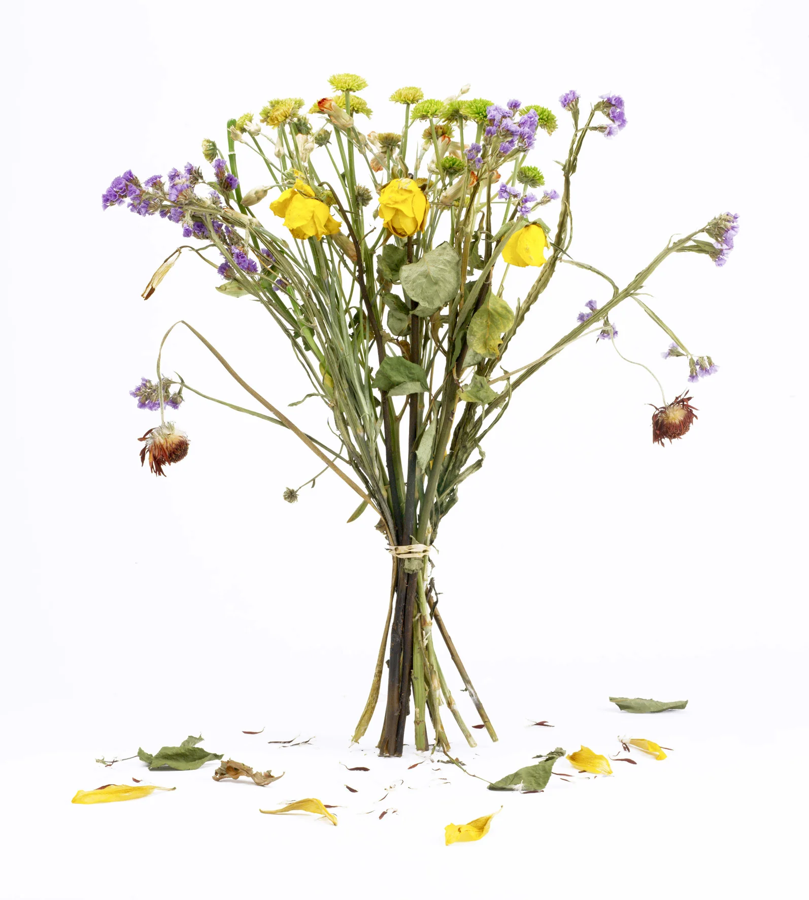 PETALS_1.jpg