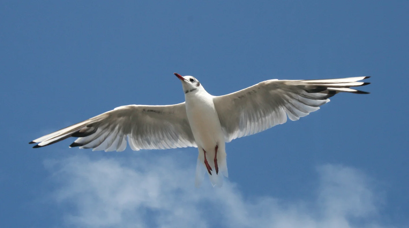 seagull_1.jpg