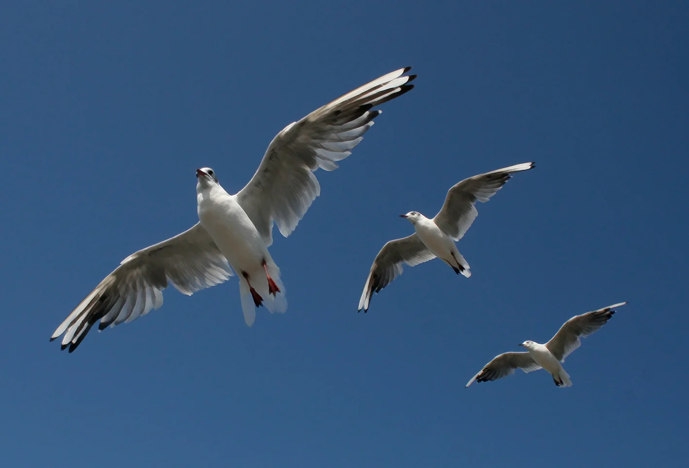 seagulls7.jpg