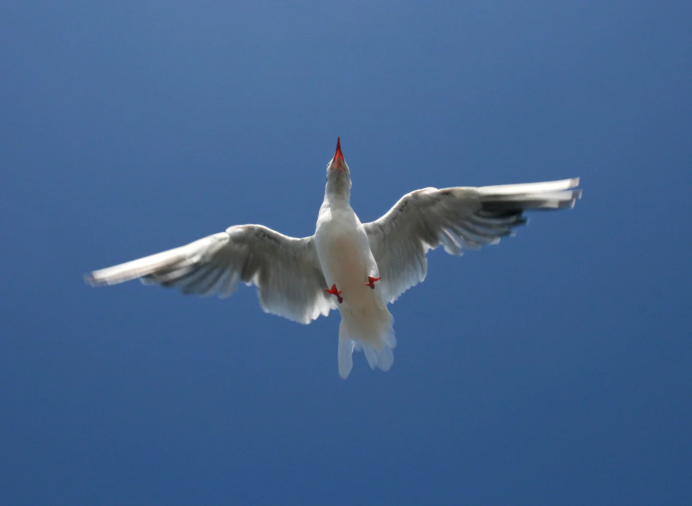 seagull_2.jpg