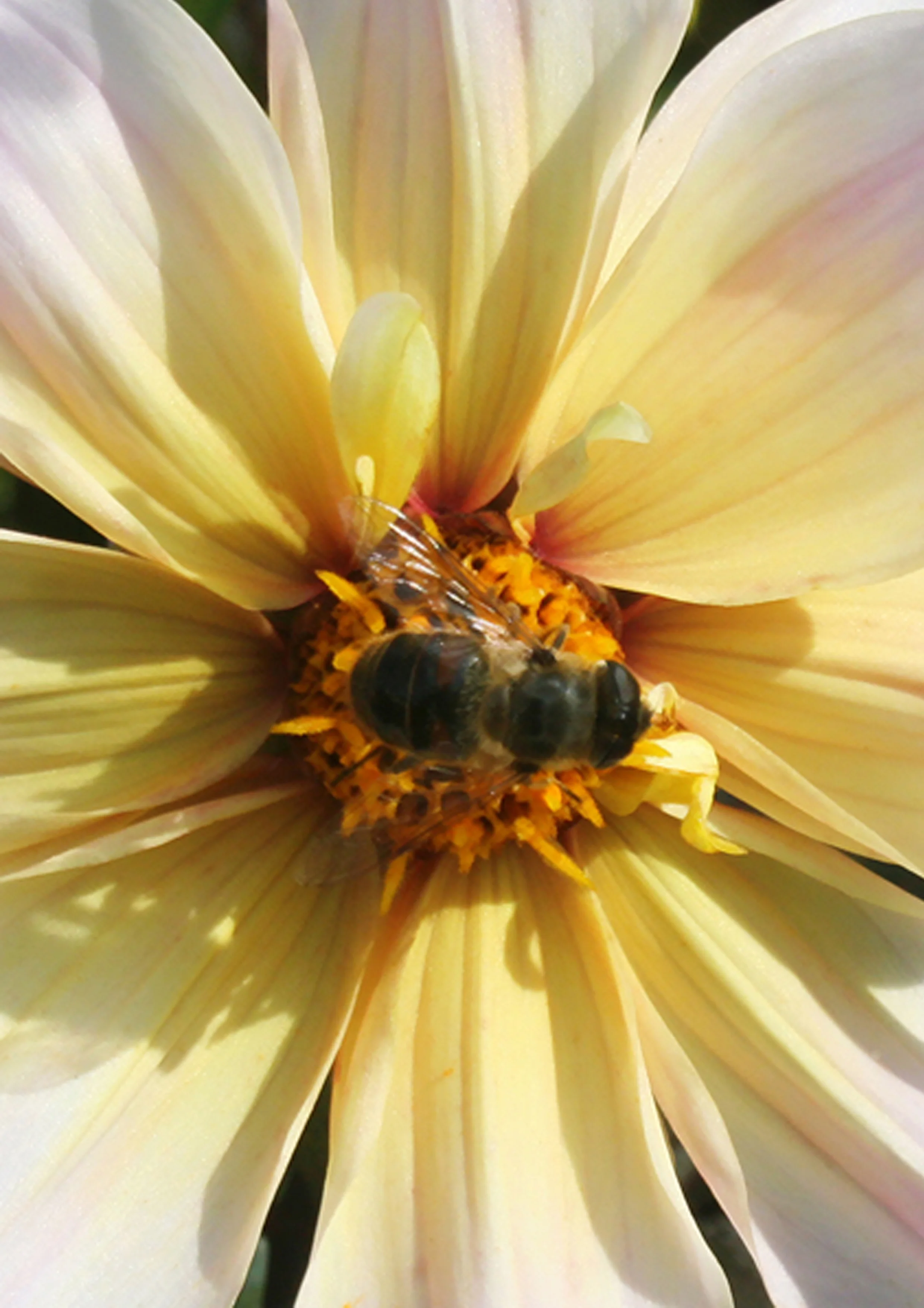 Bee_1.jpg