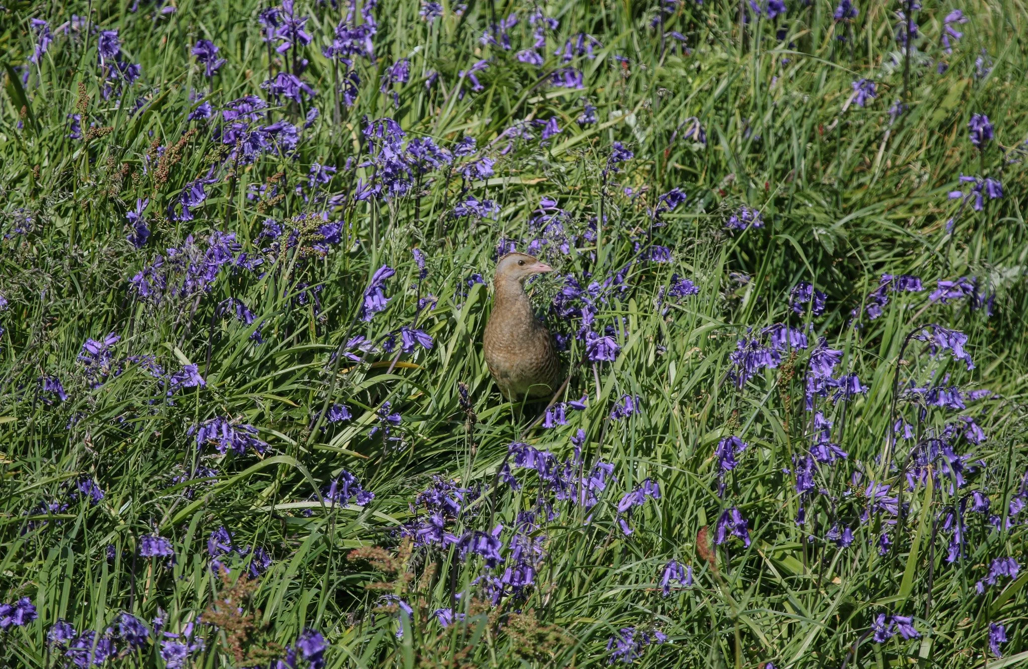 Treshnish Corncrake
