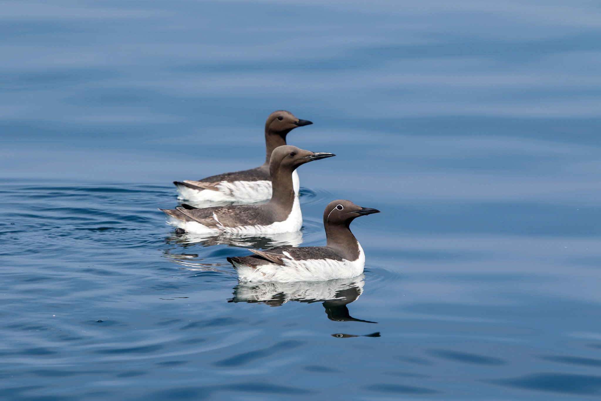Bridled Guillemots