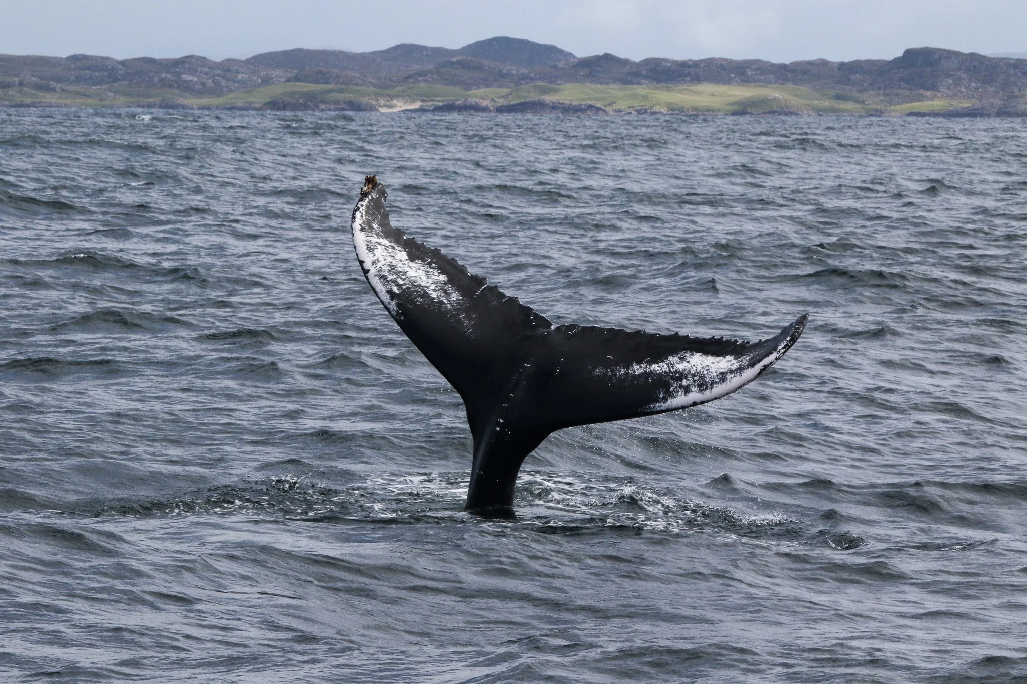 Coll Humpback