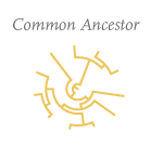 common-ancestor