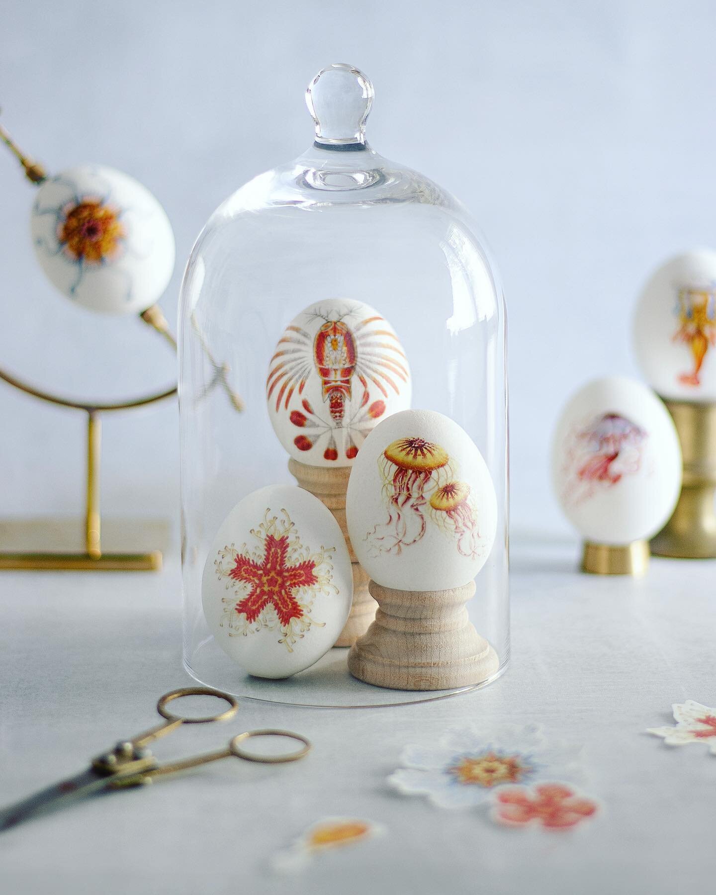 This years apothecary style Easter eggs were inspired by the idea of origins an beginnings, and the art and science of Ernst Haeckel. 
🥚🦞🌟 
posting an IGTV tutorial tomorrow on how to make them 🤓
.
.
.
.
#foodphotography #easter #easterdecor #eas
