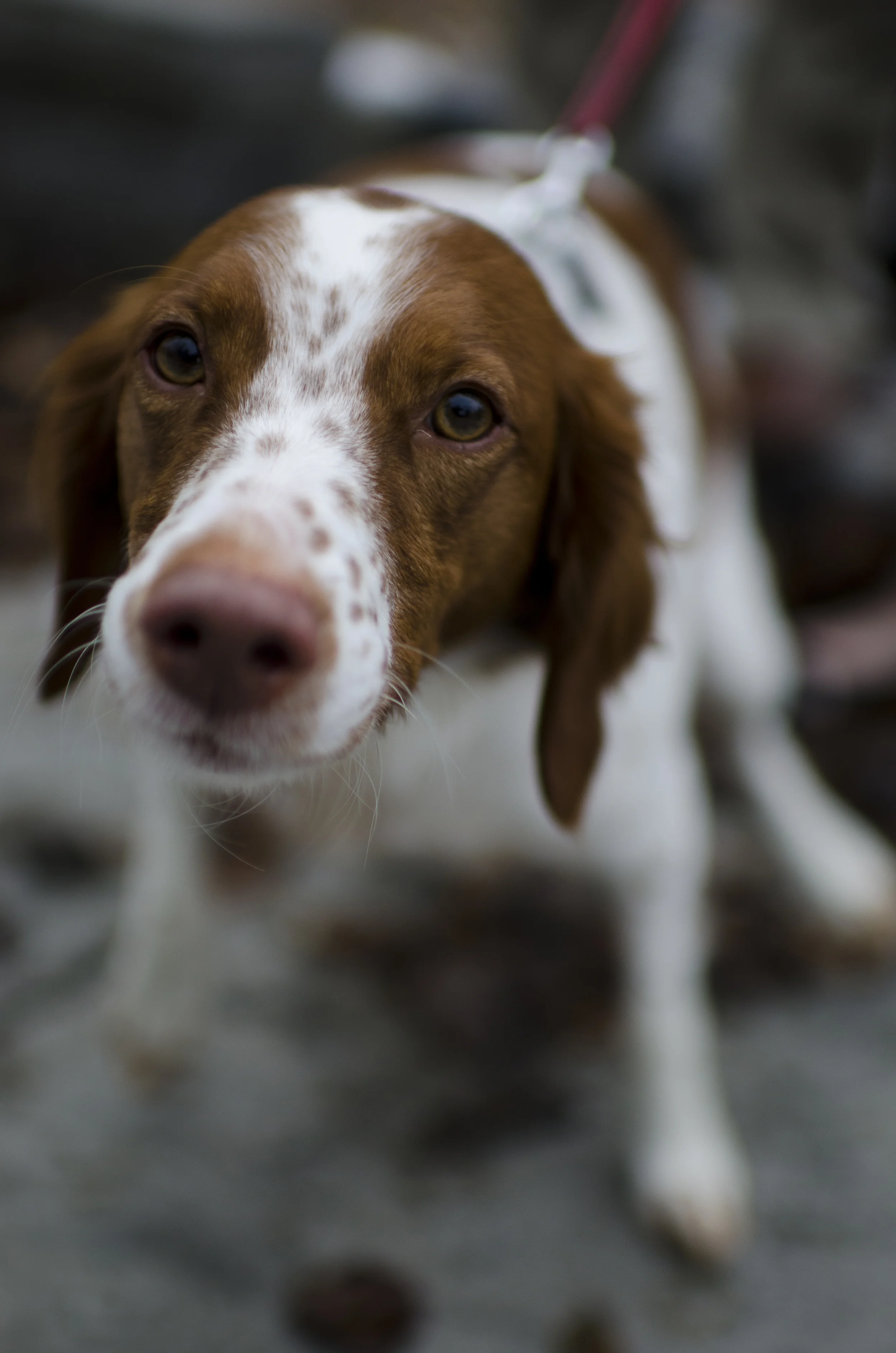 dogs_11.jpg