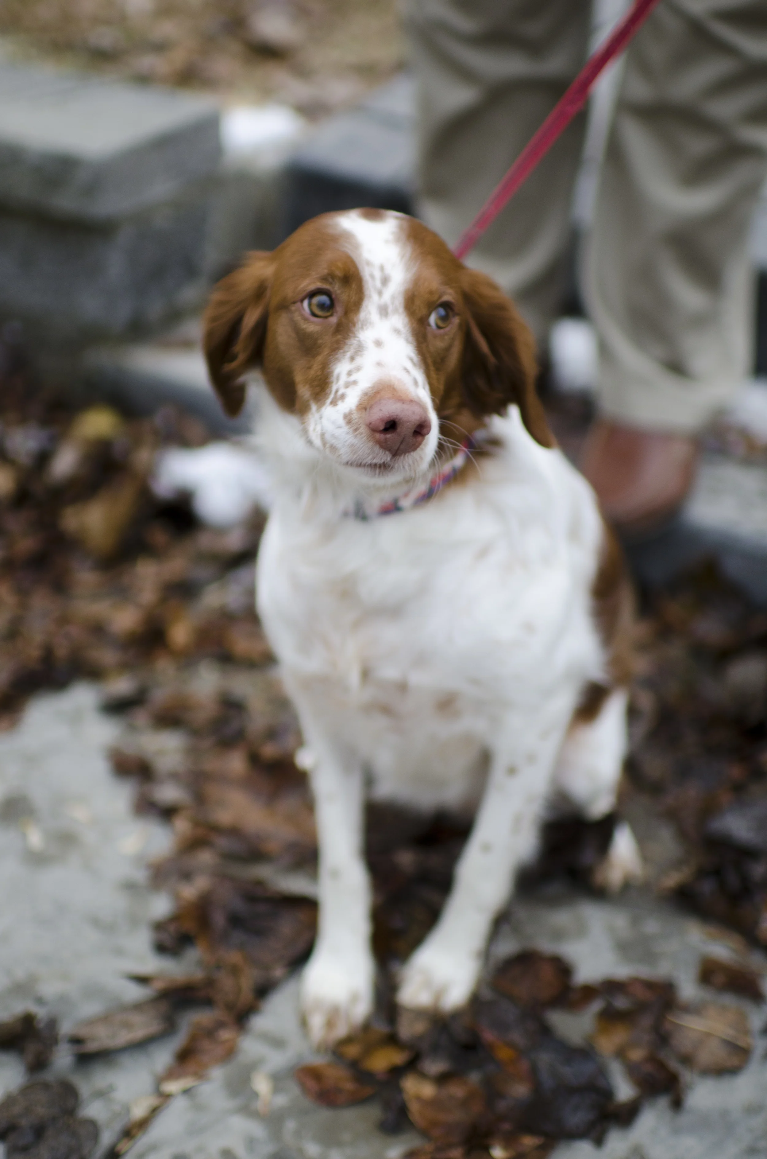 dogs_07.jpg