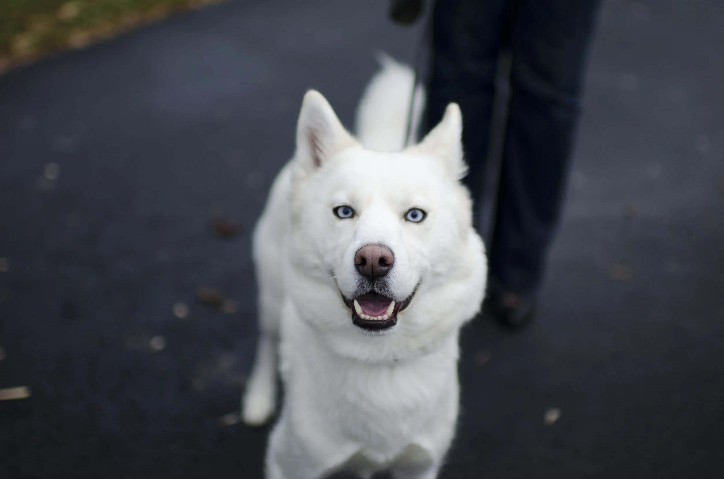 dogs_13.jpg