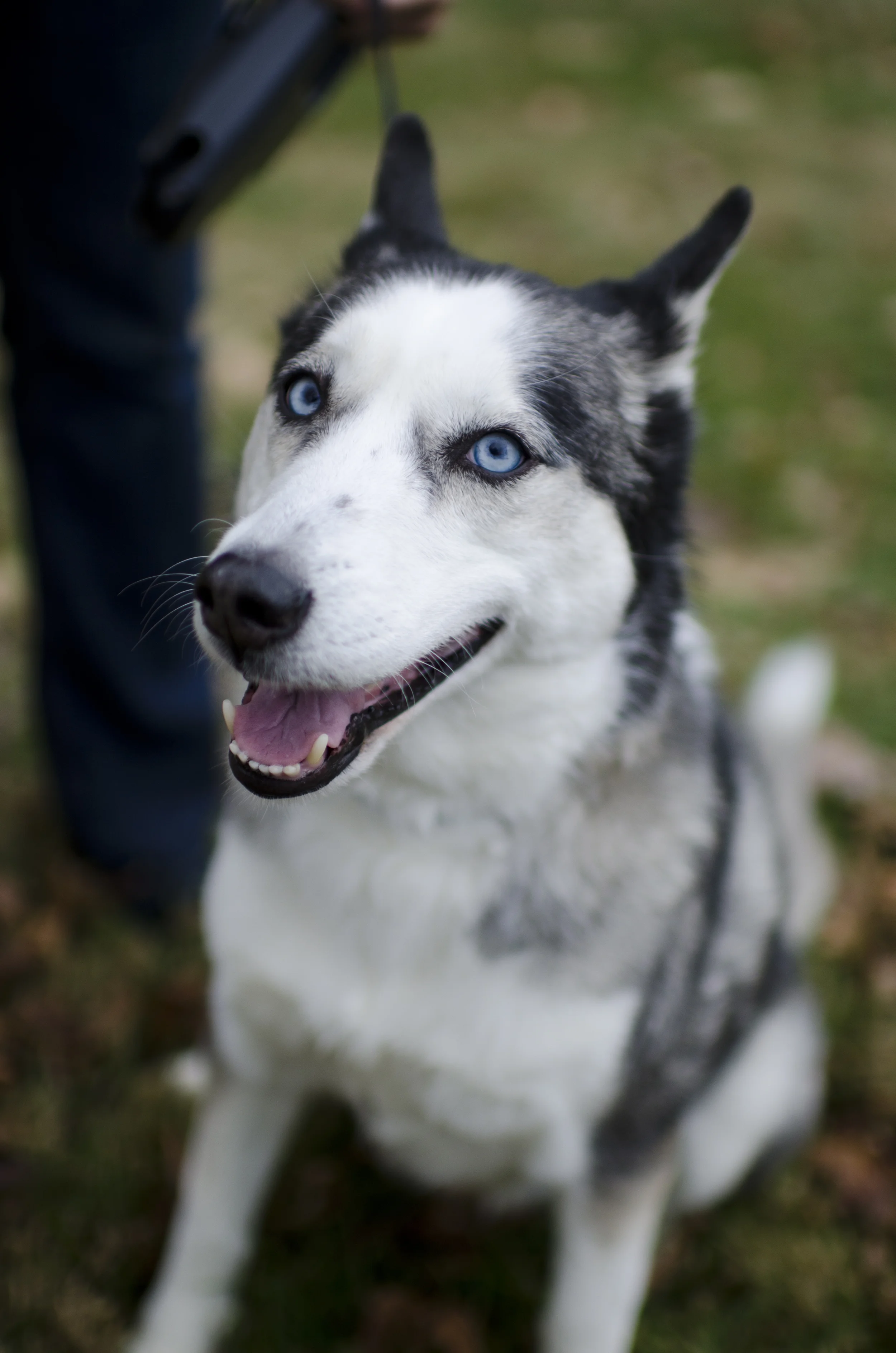 dogs_37.jpg