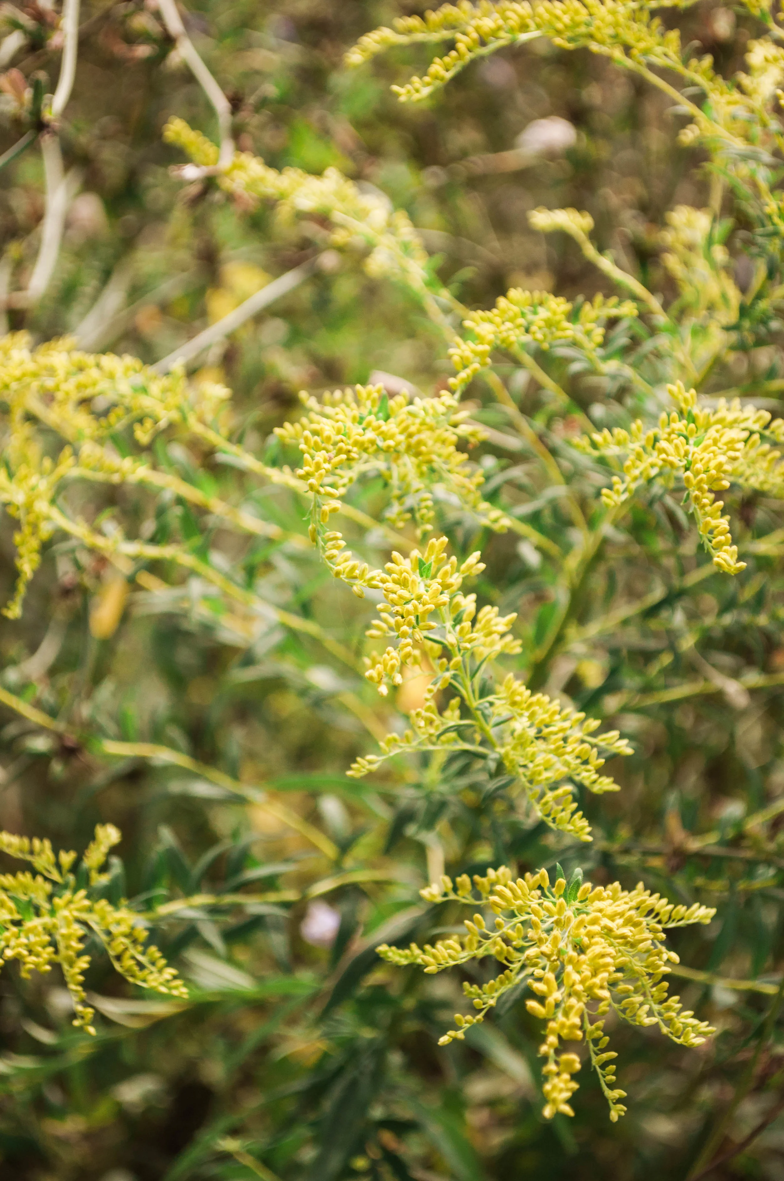 tivertonlandtrust-30.jpg