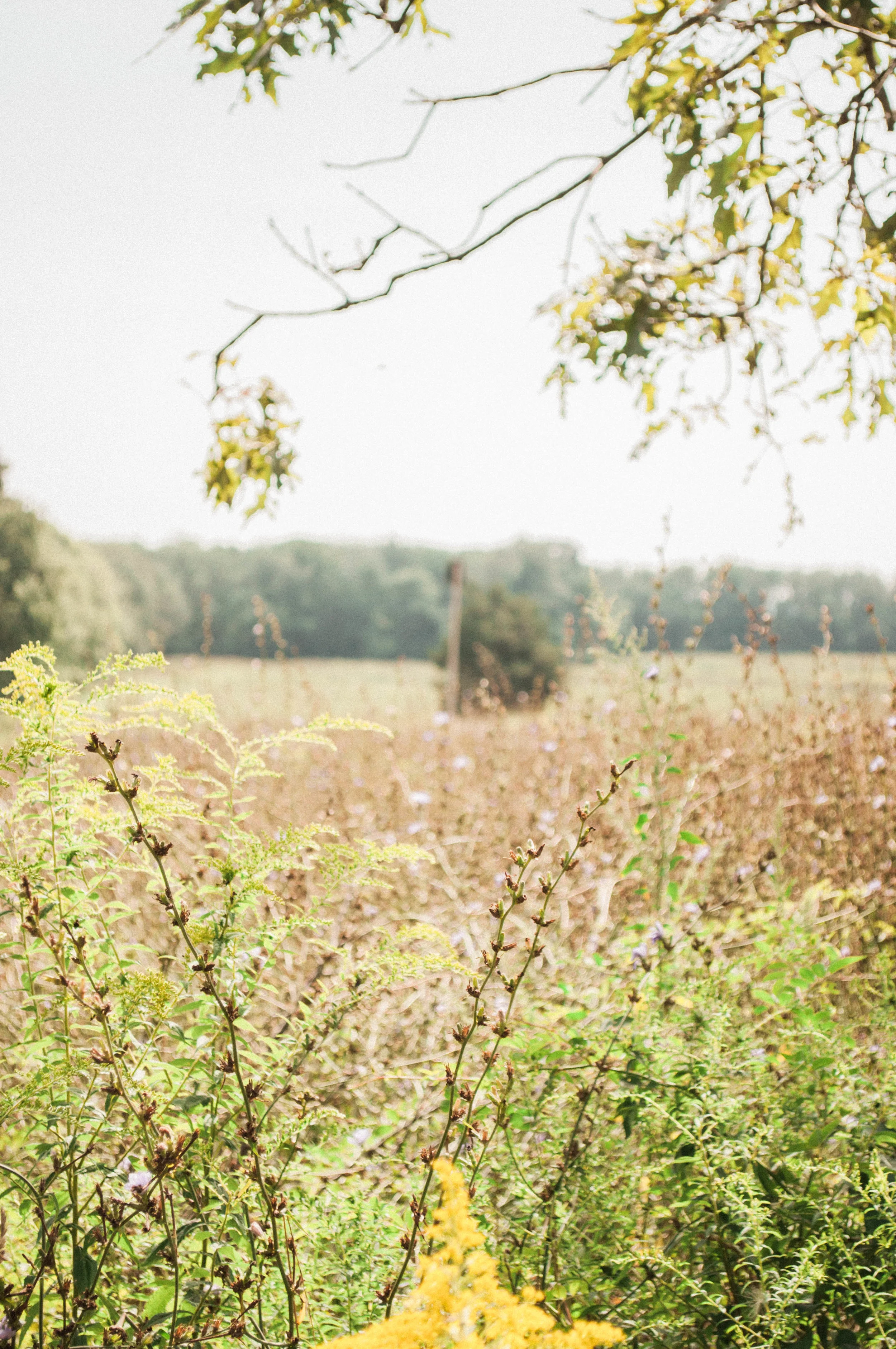 tivertonlandtrust-32.jpg