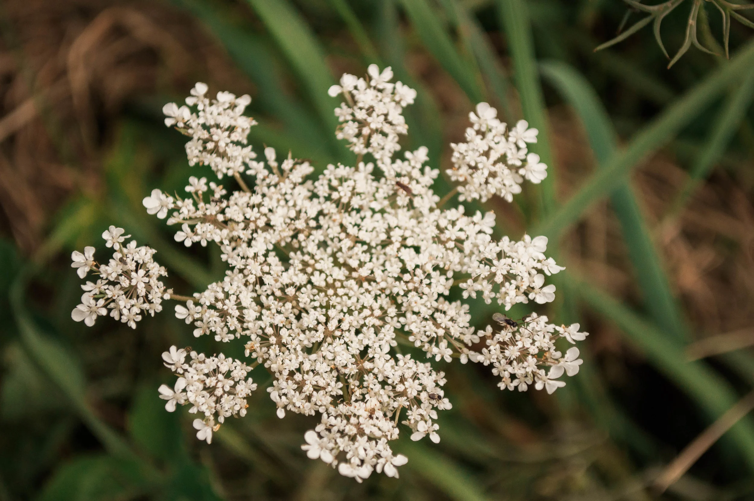 tivertonlandtrust-15.jpg