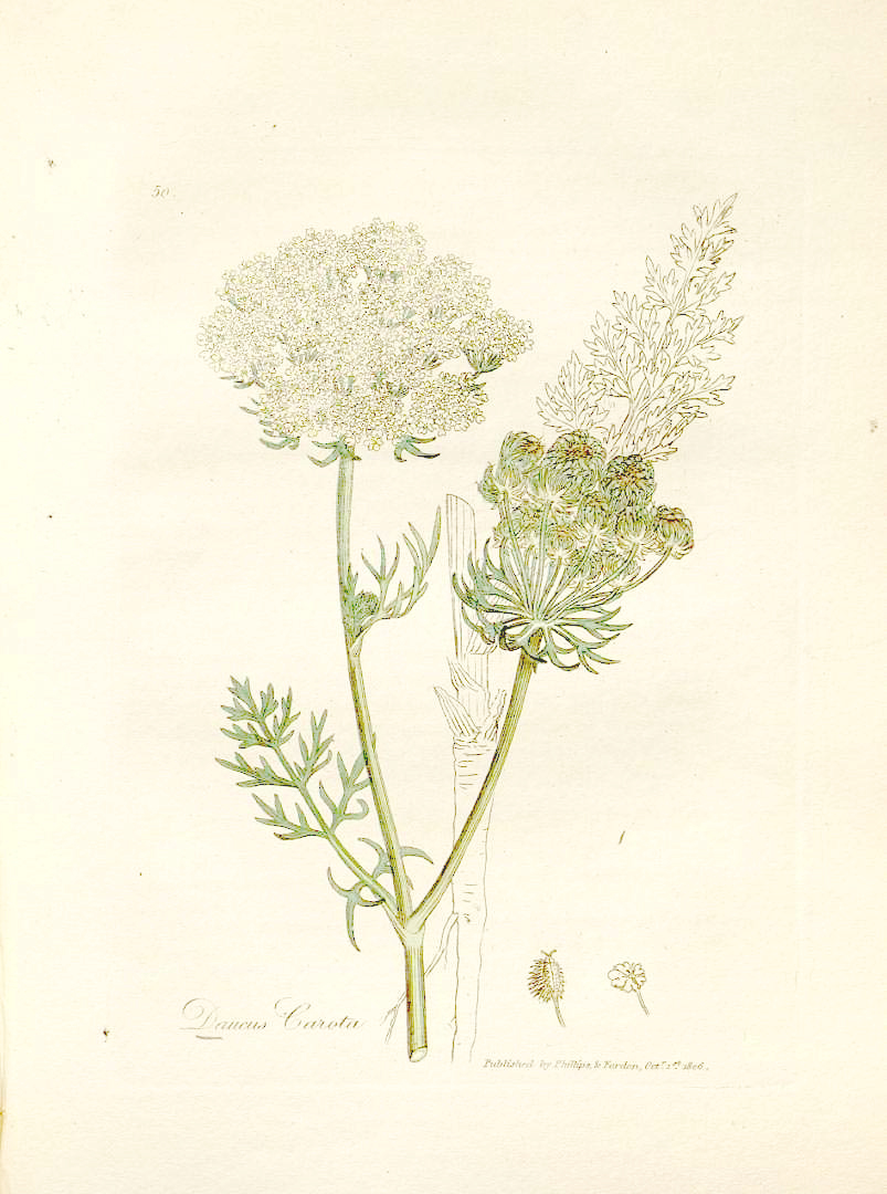 Queen Anne's lace