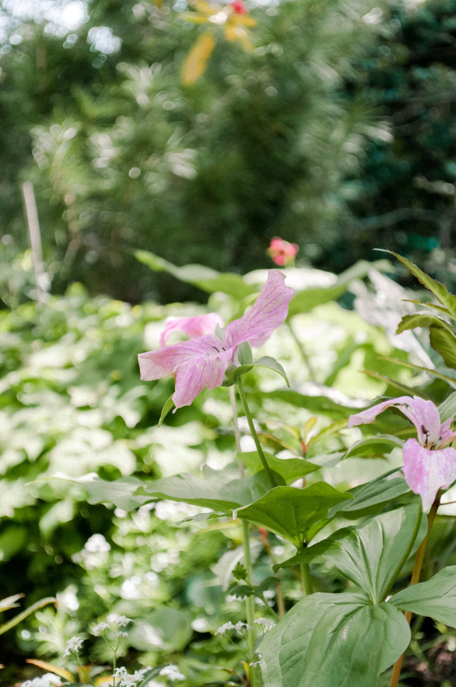 sakonnetgarden-51.jpg