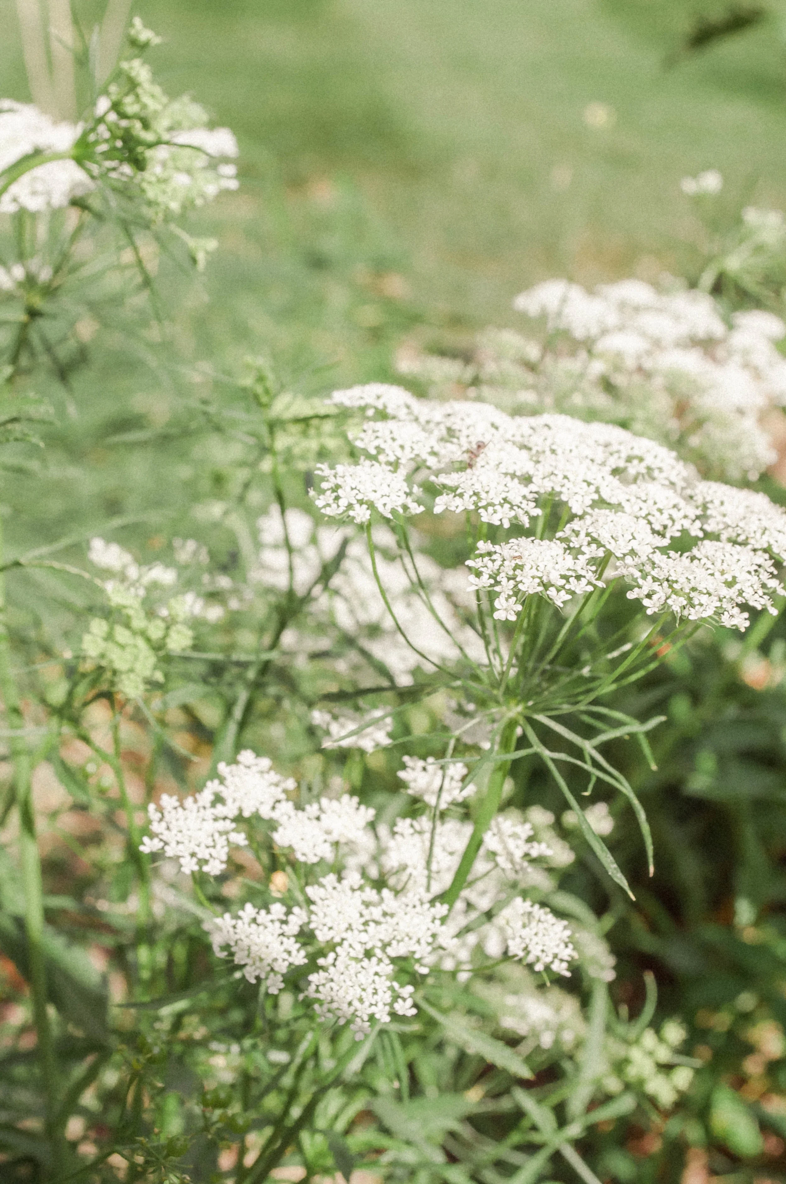 gardenaug3-64.jpg