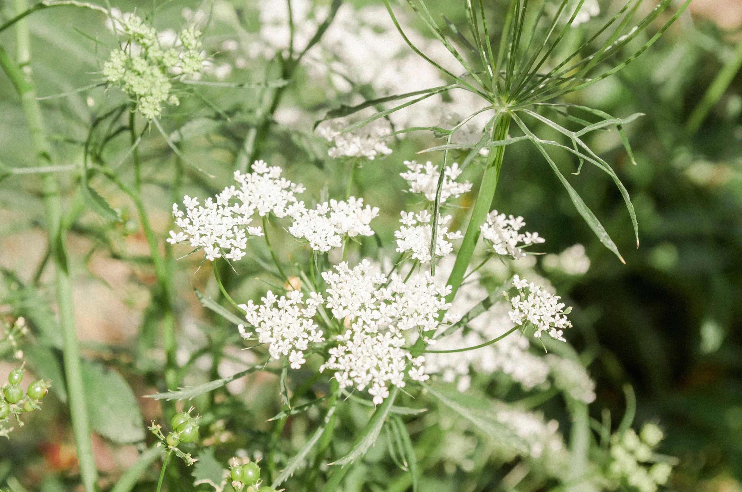 gardenaug3_queenanneslace2-6.jpg