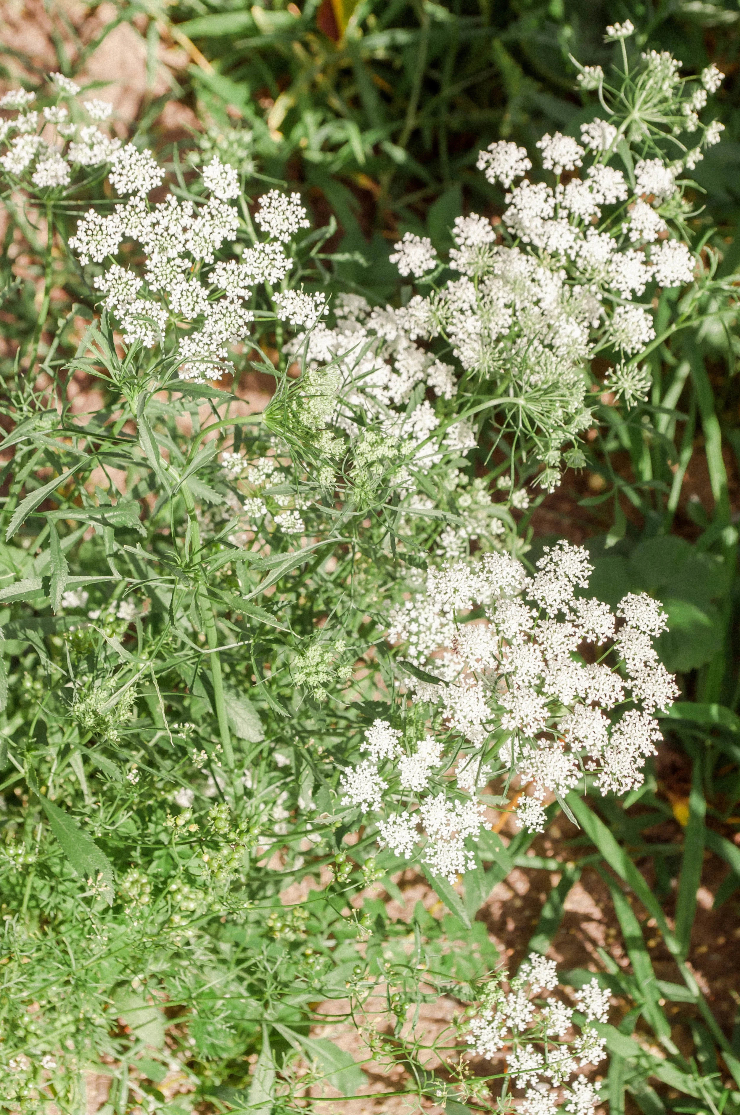 gardenaug3_queenanneslace2-1.jpg