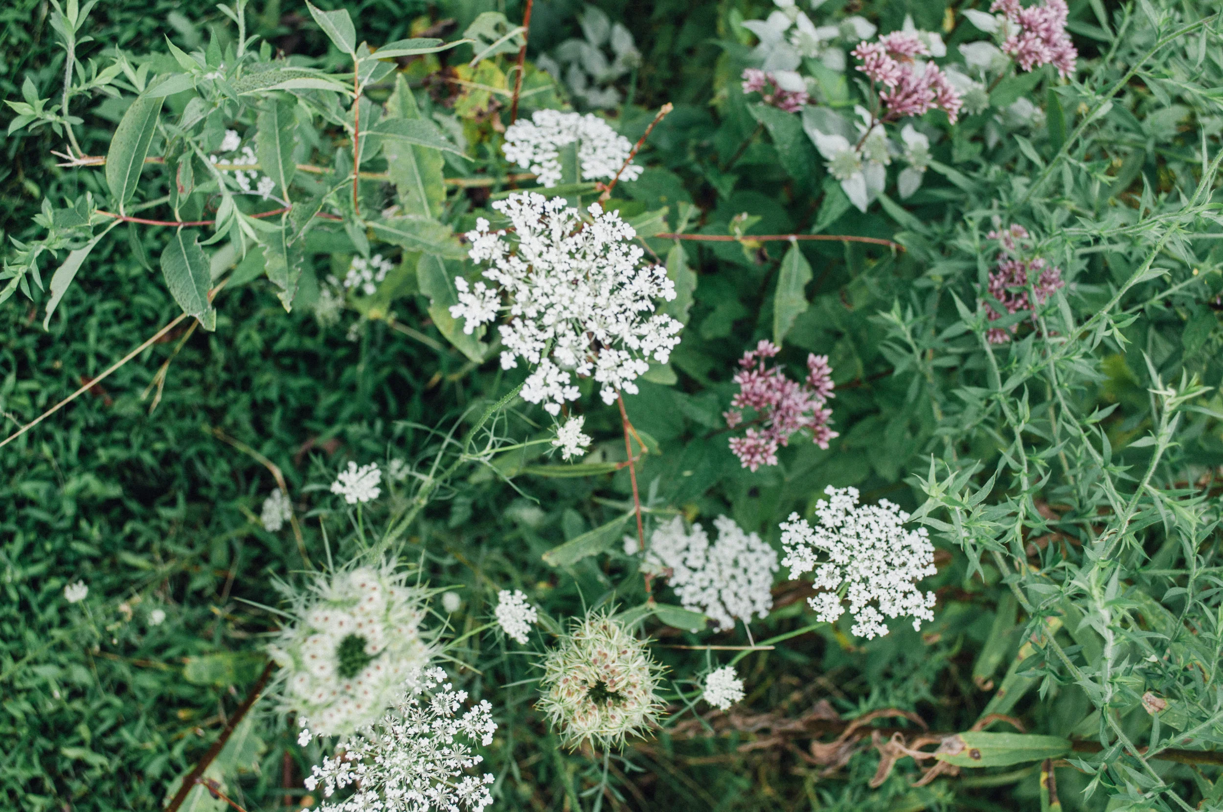 longwood_meadow-21.jpg
