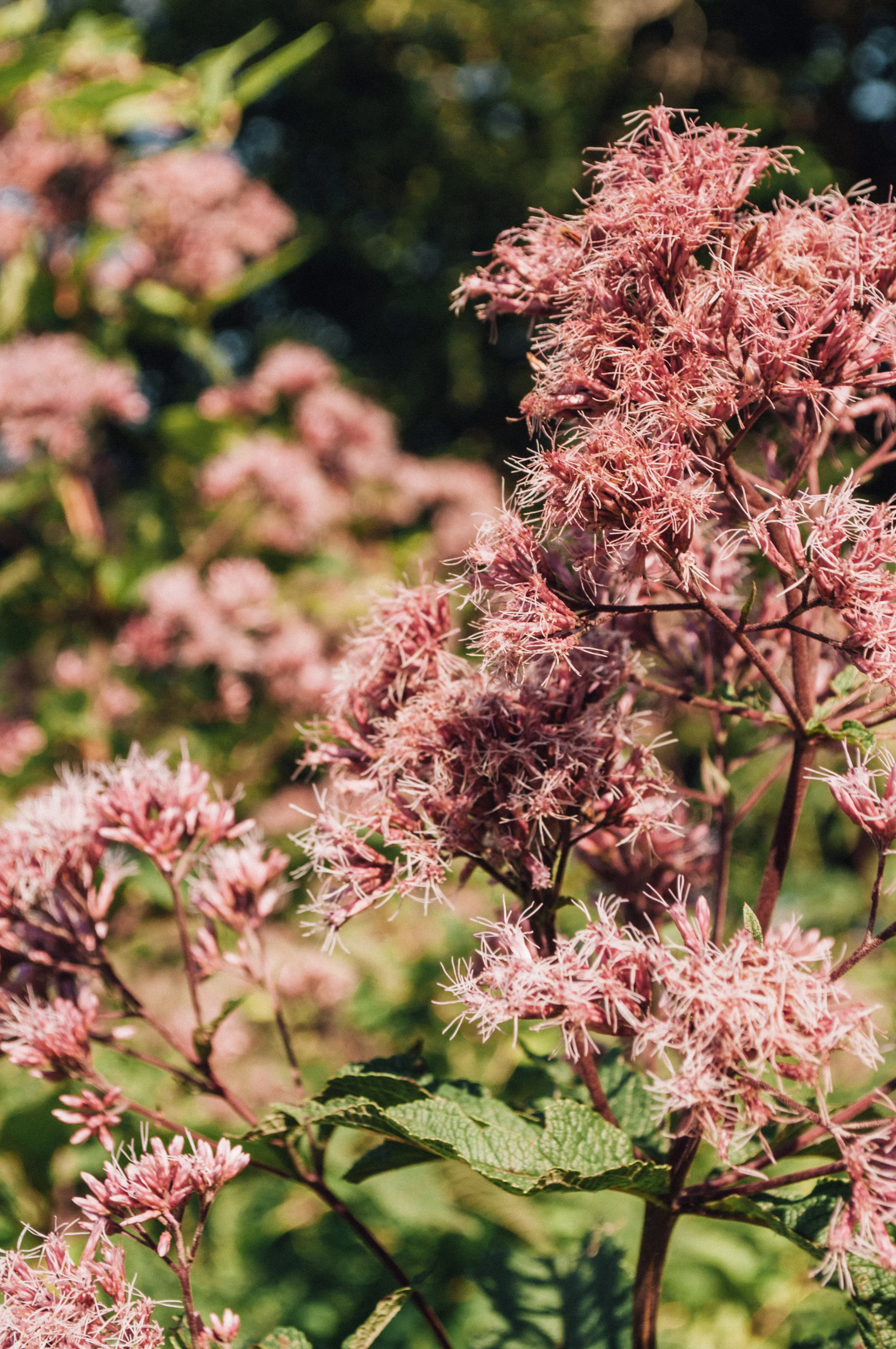 longwood_meadow-23.jpg