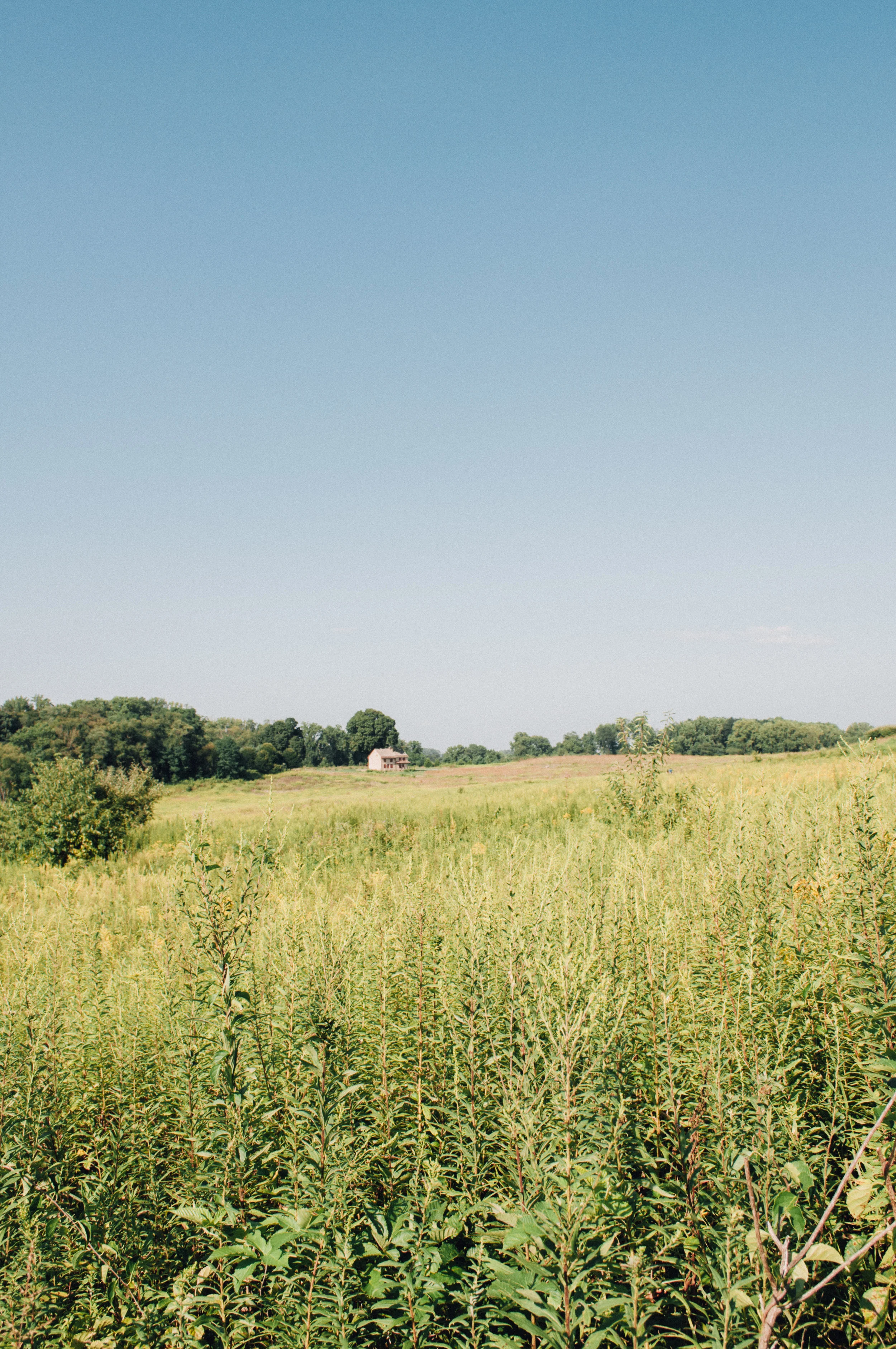 longwood_meadow-25.jpg