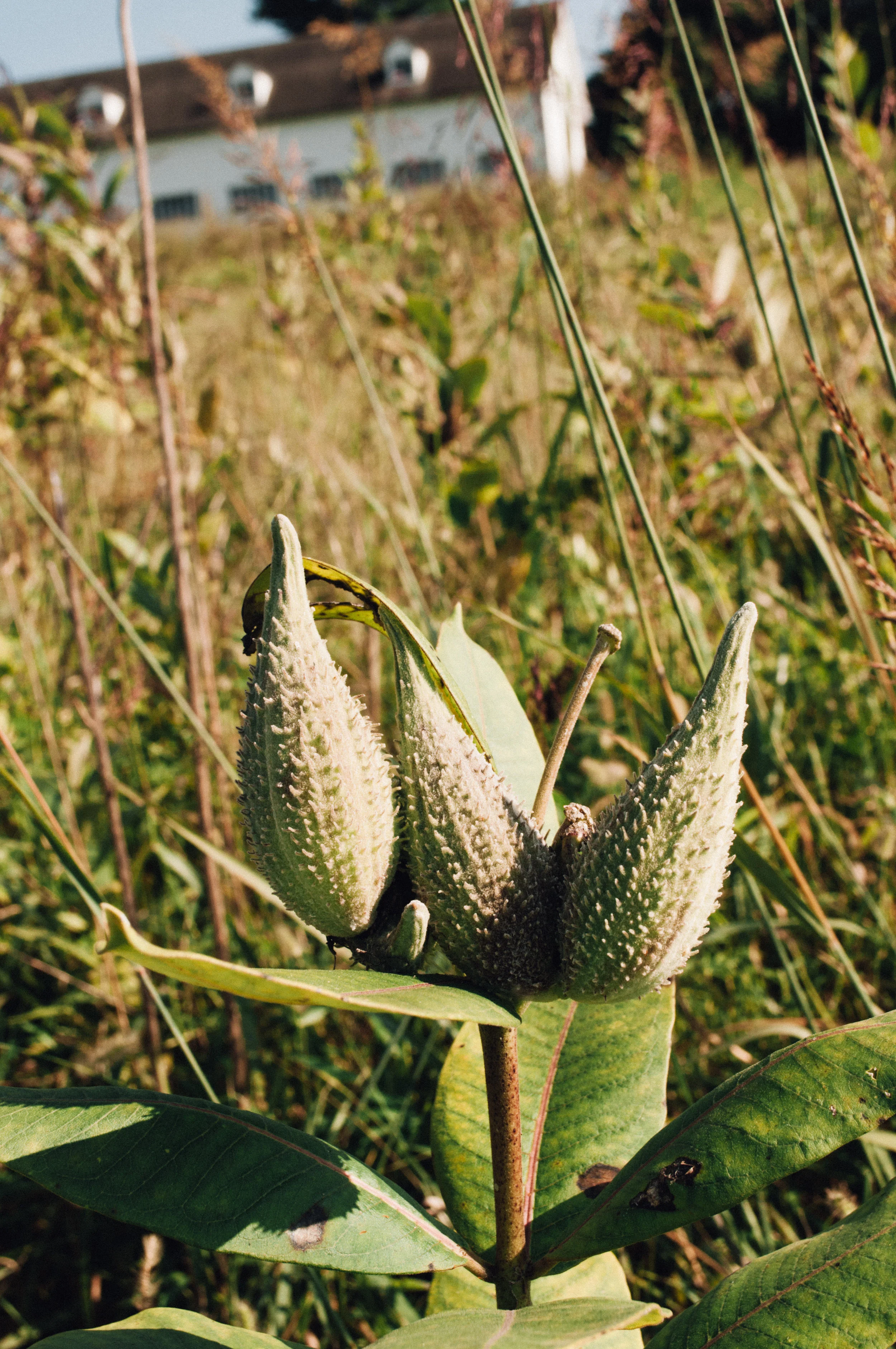 longwood_meadow-31.jpg