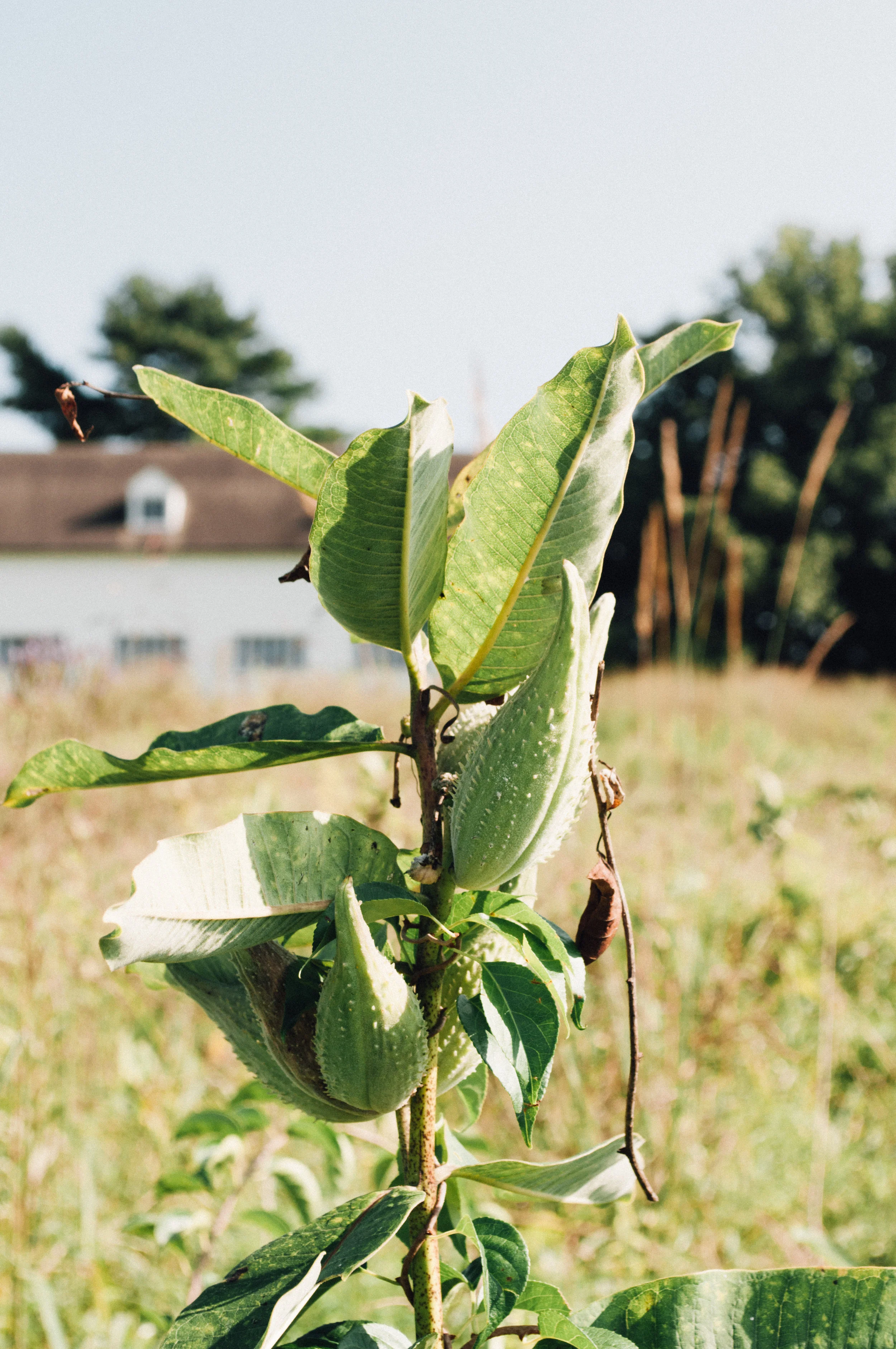 longwood_meadow-33.jpg