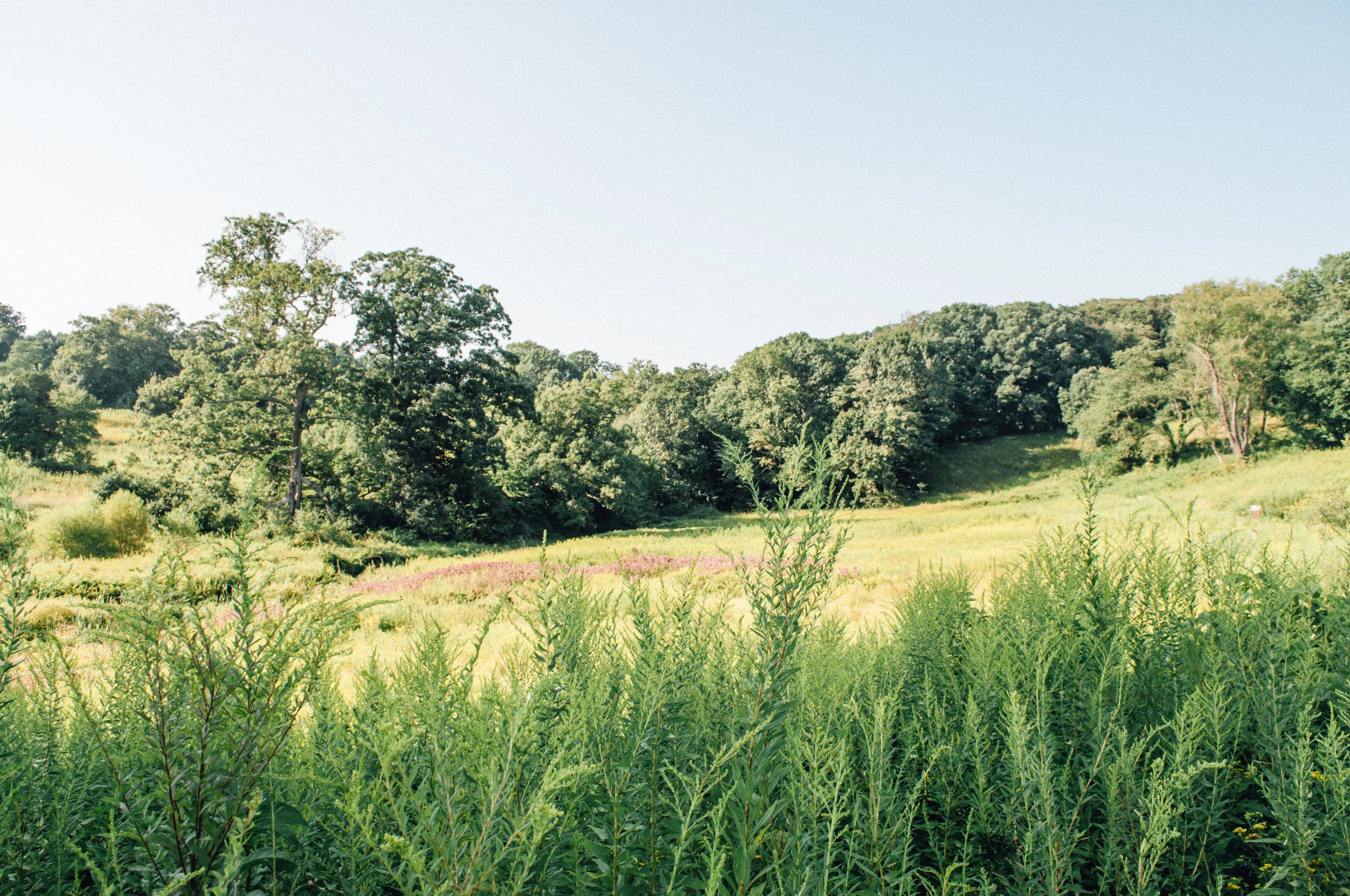 longwood_meadow-43.jpg