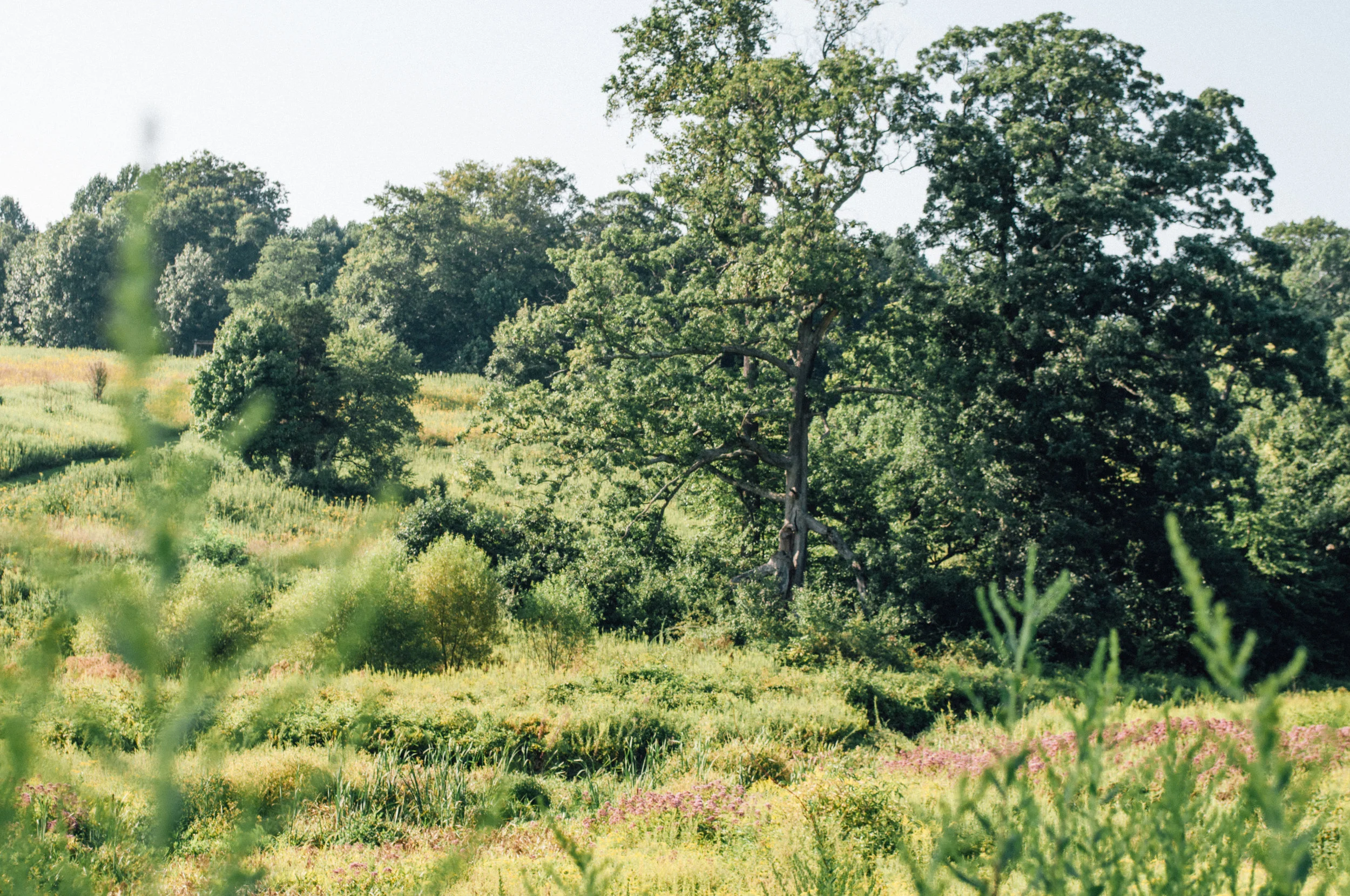 longwood_meadow-45.jpg