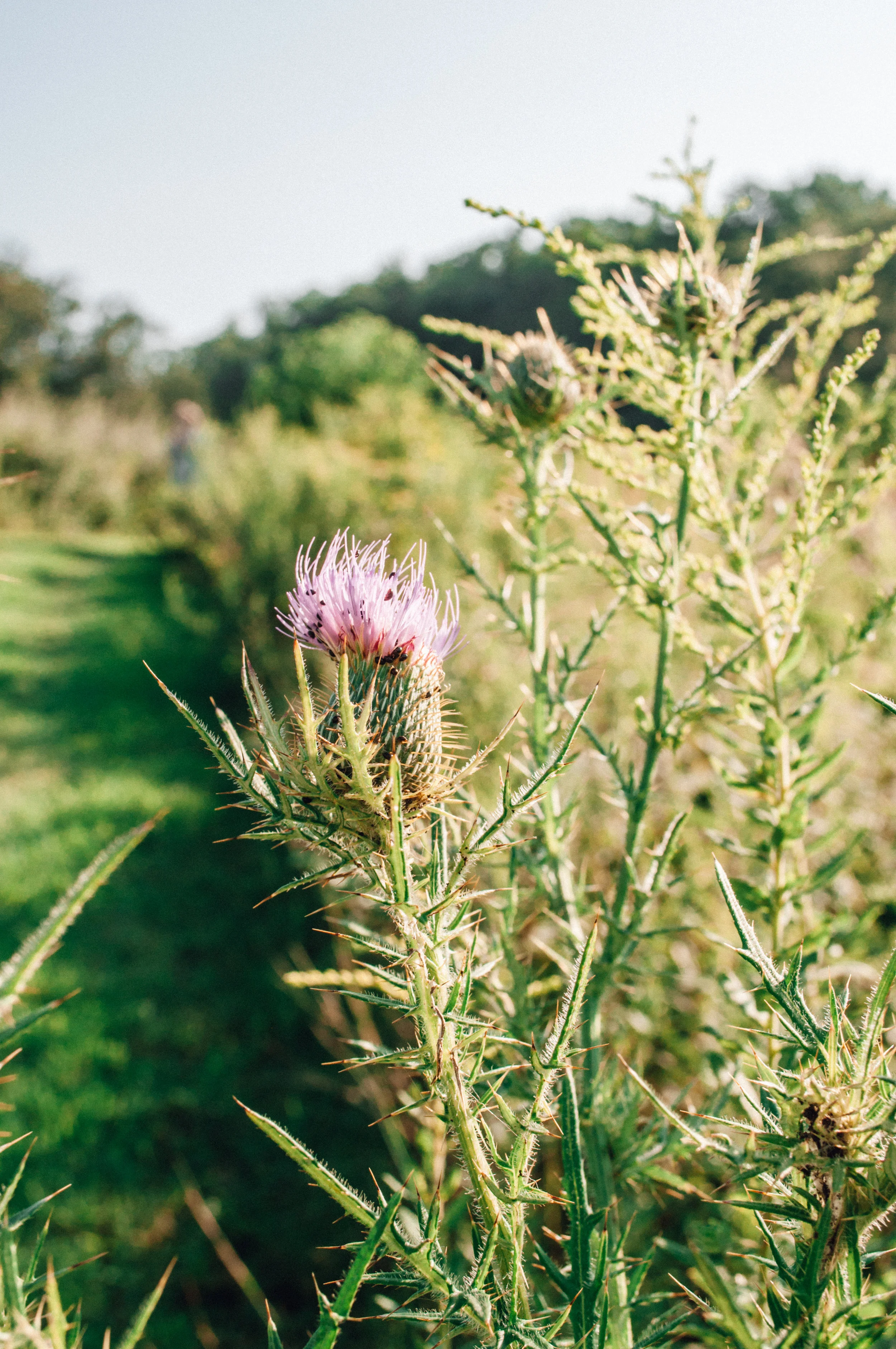 longwood_meadow-51.jpg