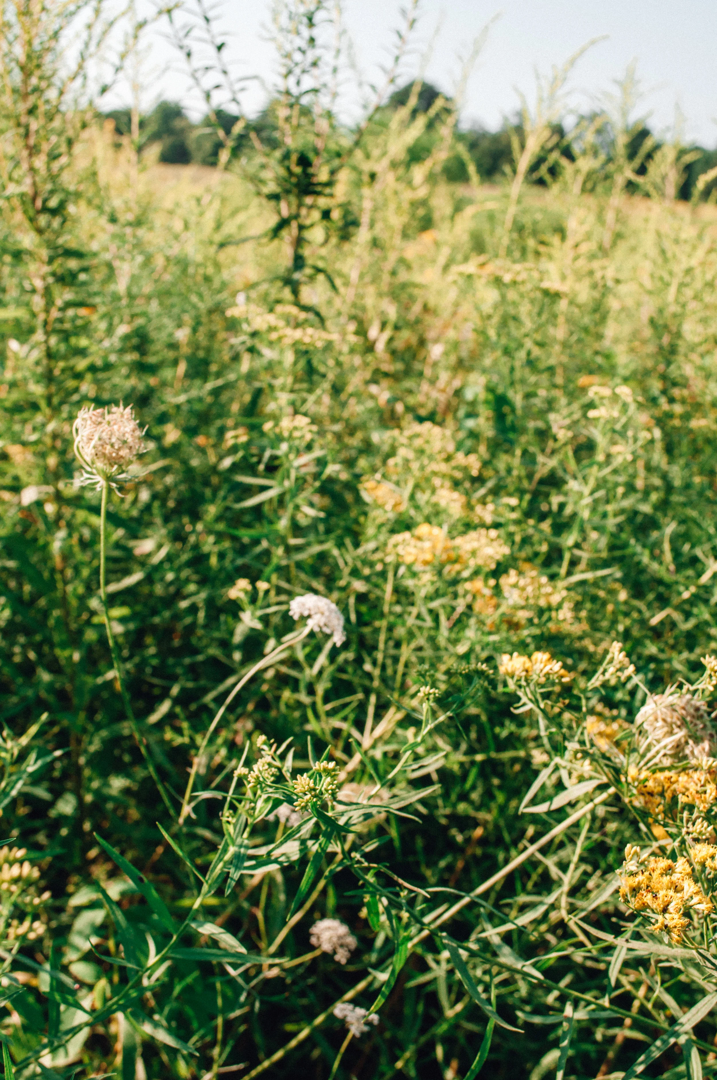longwood_meadow-54.jpg
