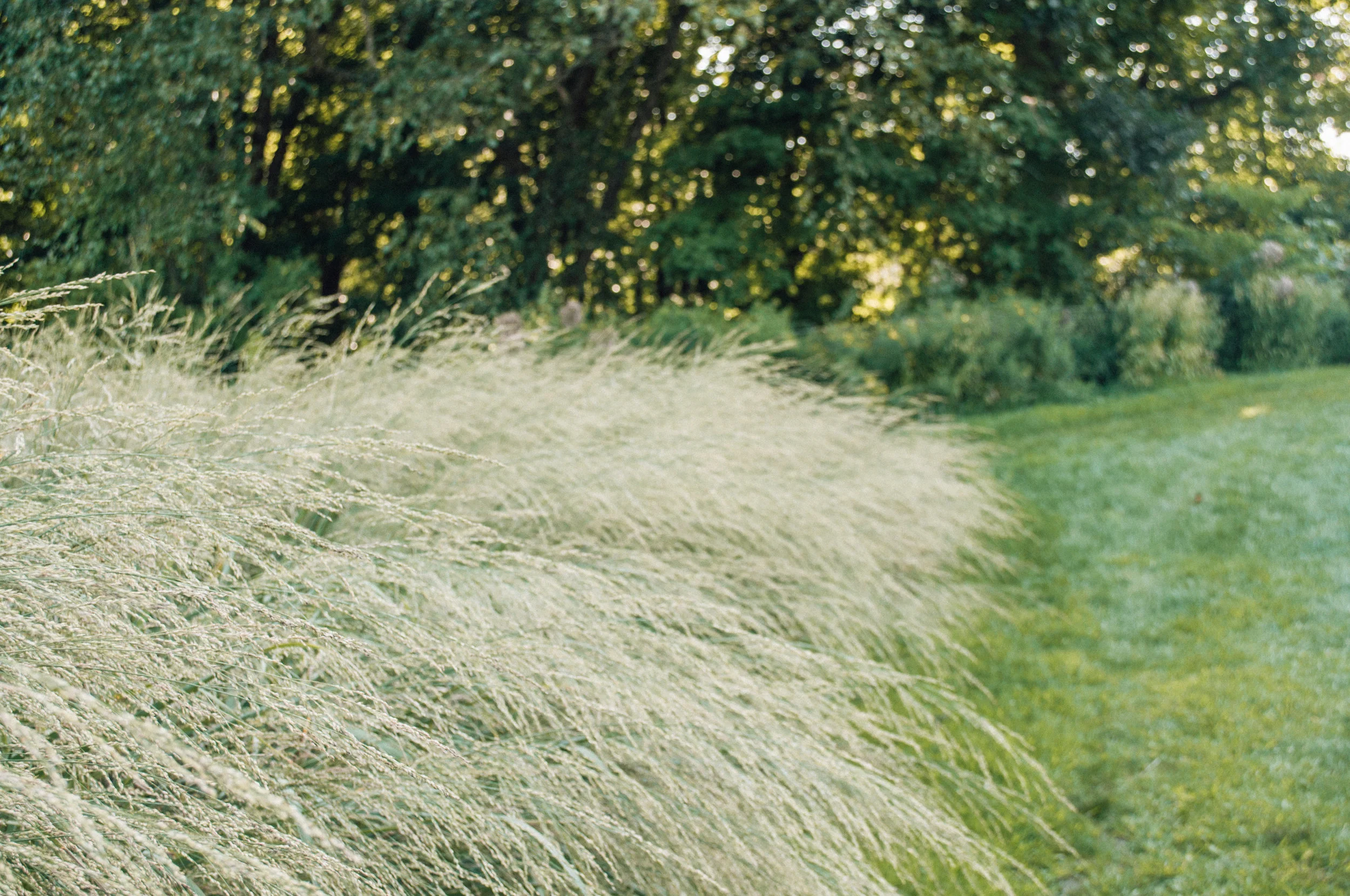 longwood_meadow-56.jpg