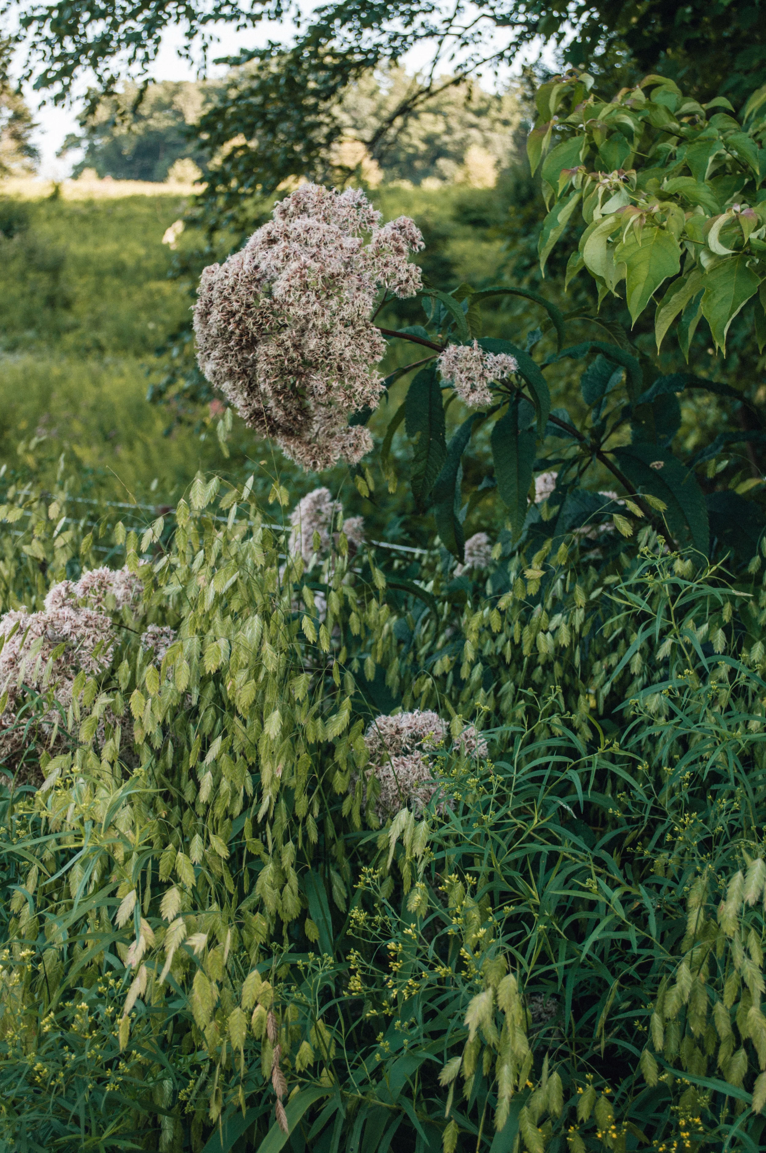 longwood_meadow-62.jpg