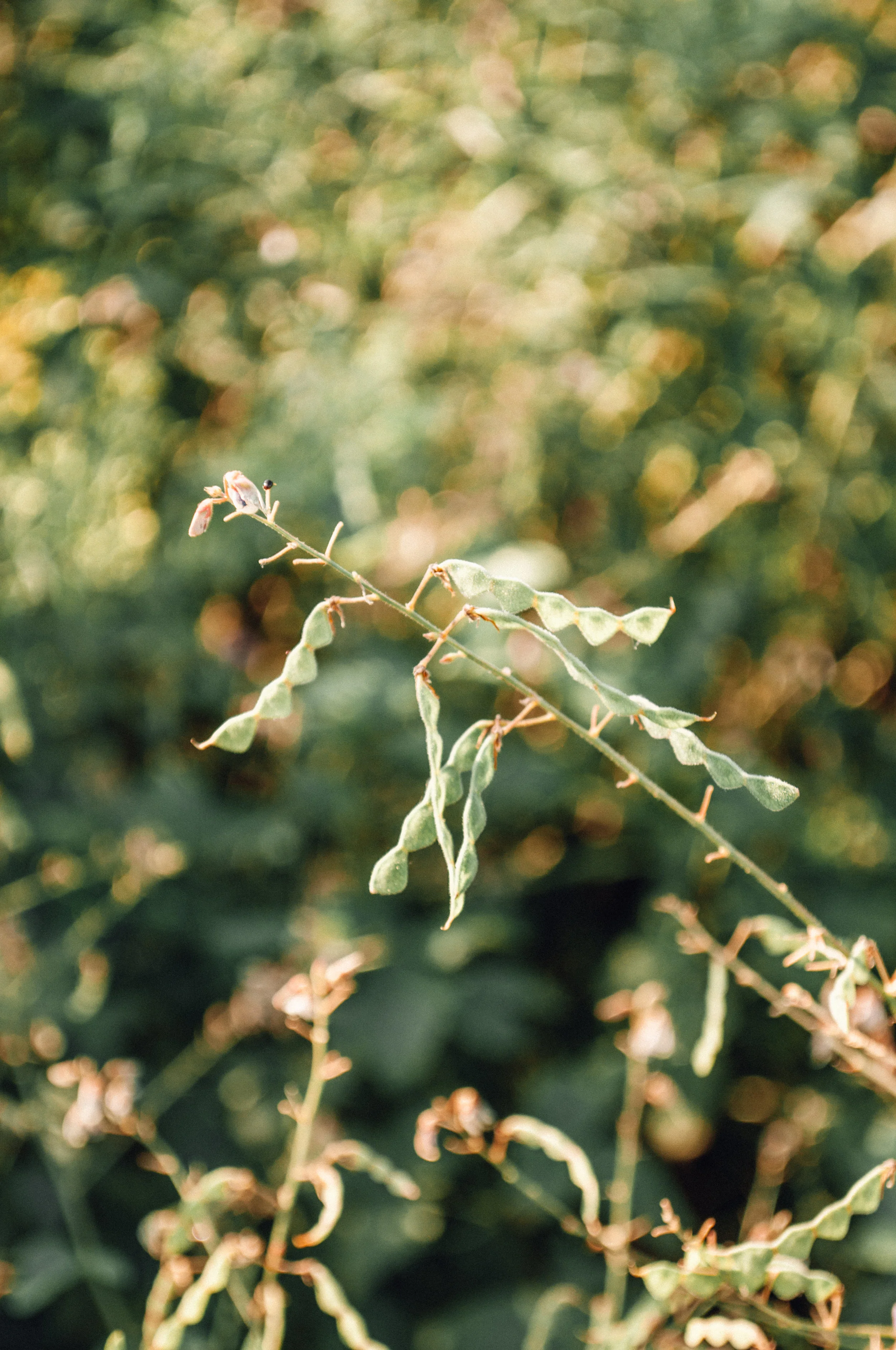 longwood_meadow-68.jpg